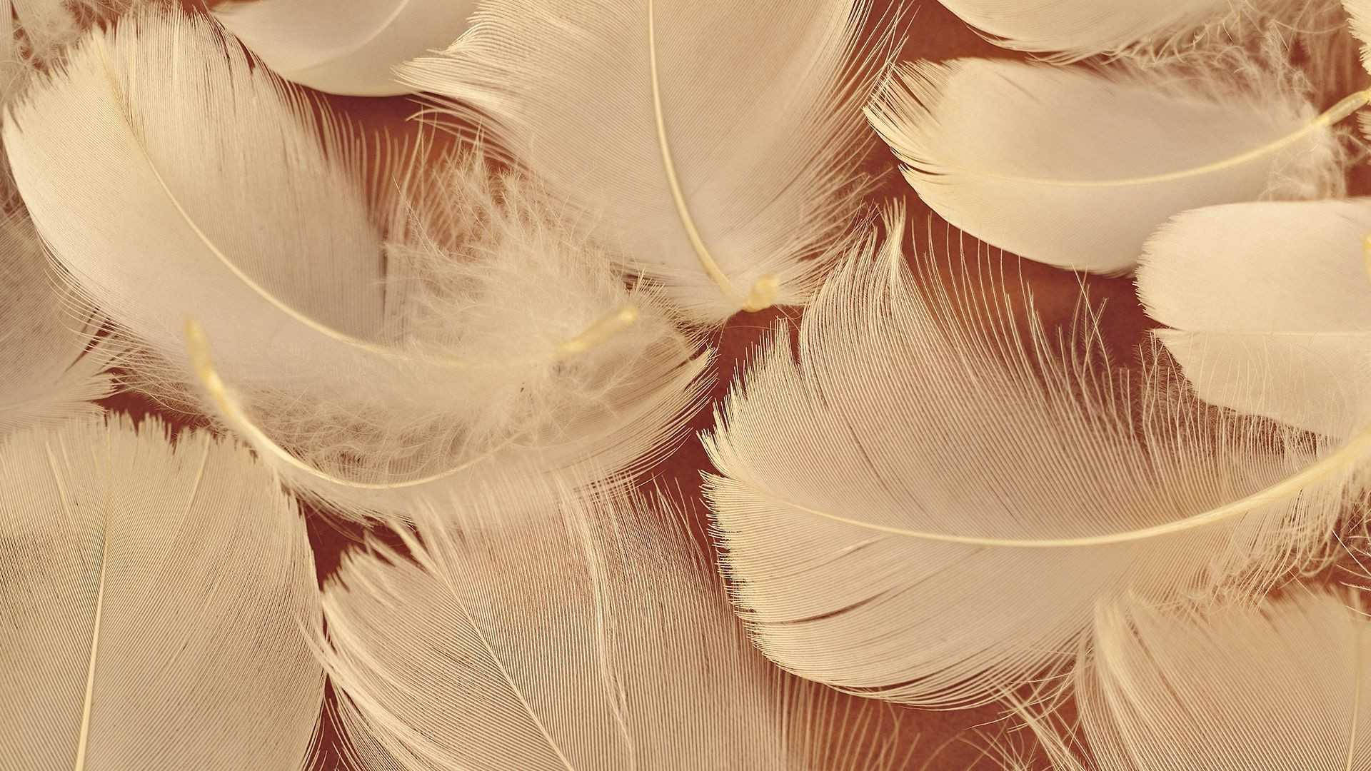Æstetiske brune fuglefjer Wallpapers