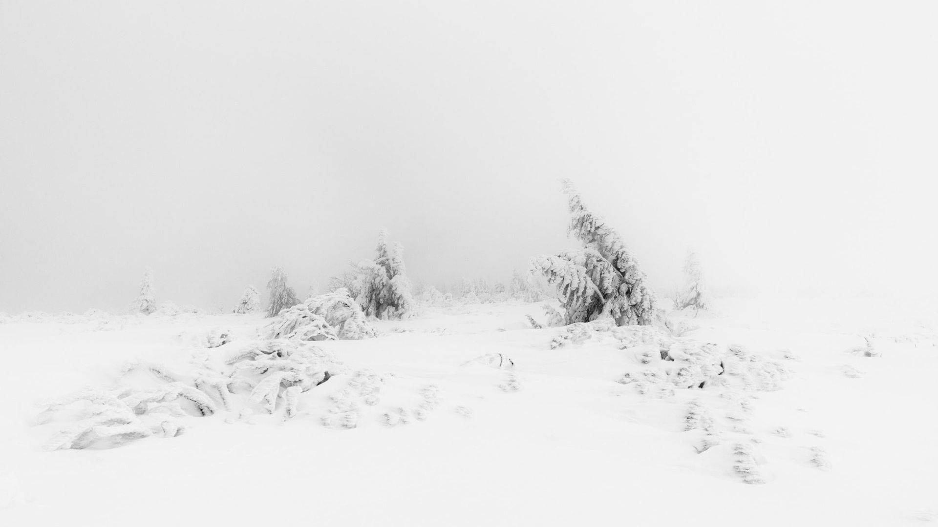 Æstetiske hvide frosne blade Wallpapers