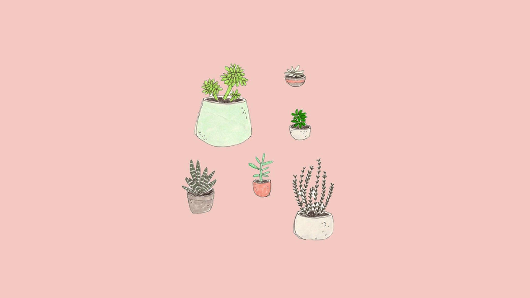 Æstetiske skrivebordssucculenter Wallpapers