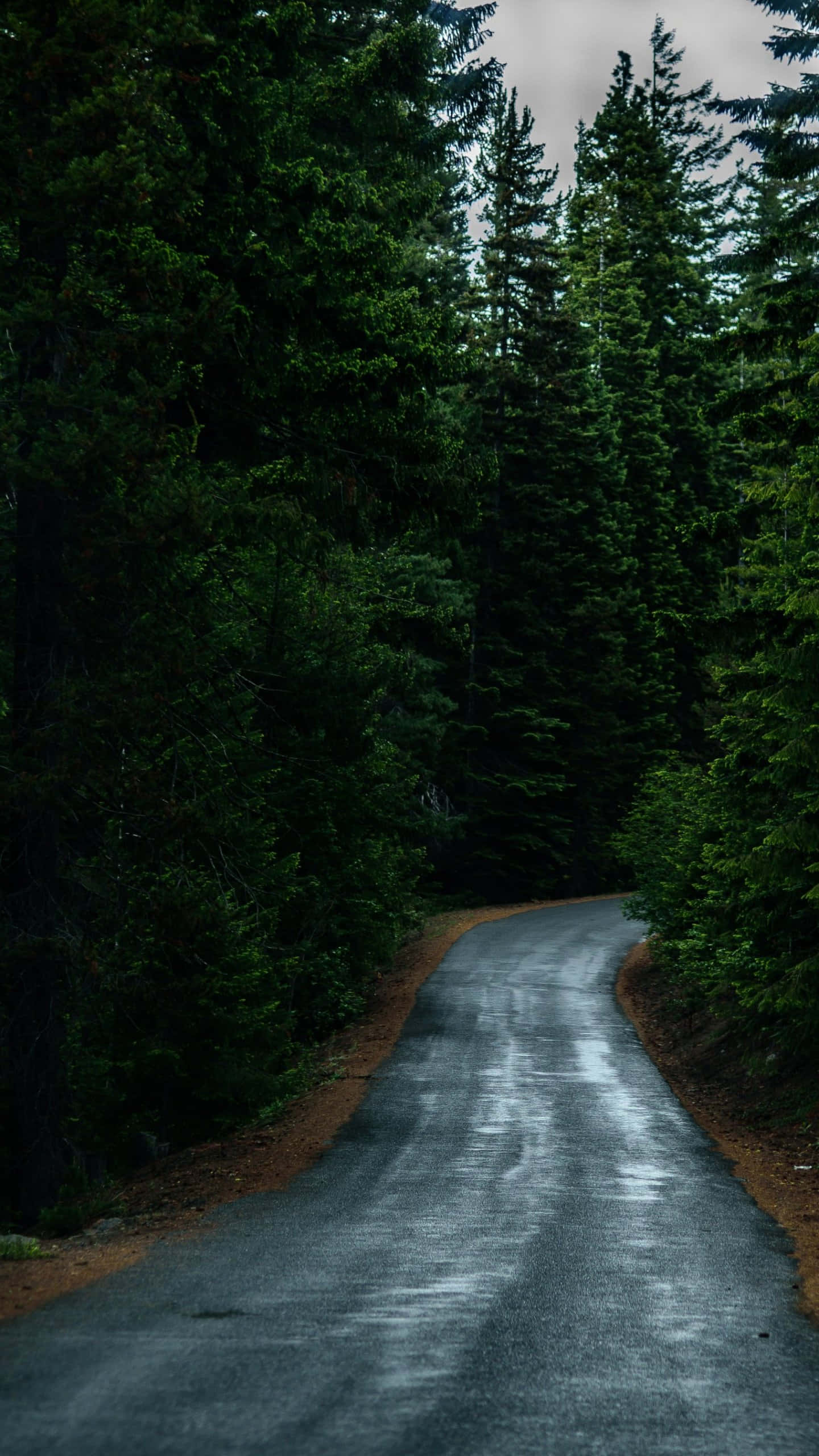 Sti efter regn i en mørk skov Wallpapers