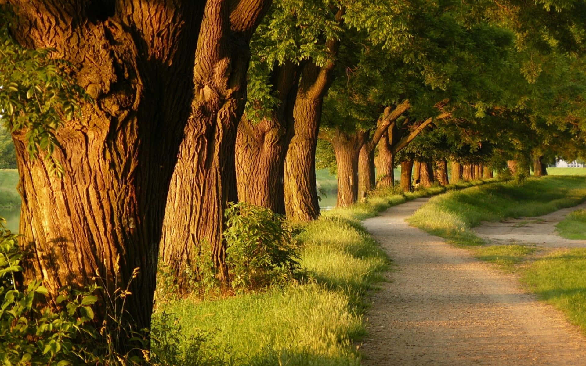Sti ved de store træer Wallpapers