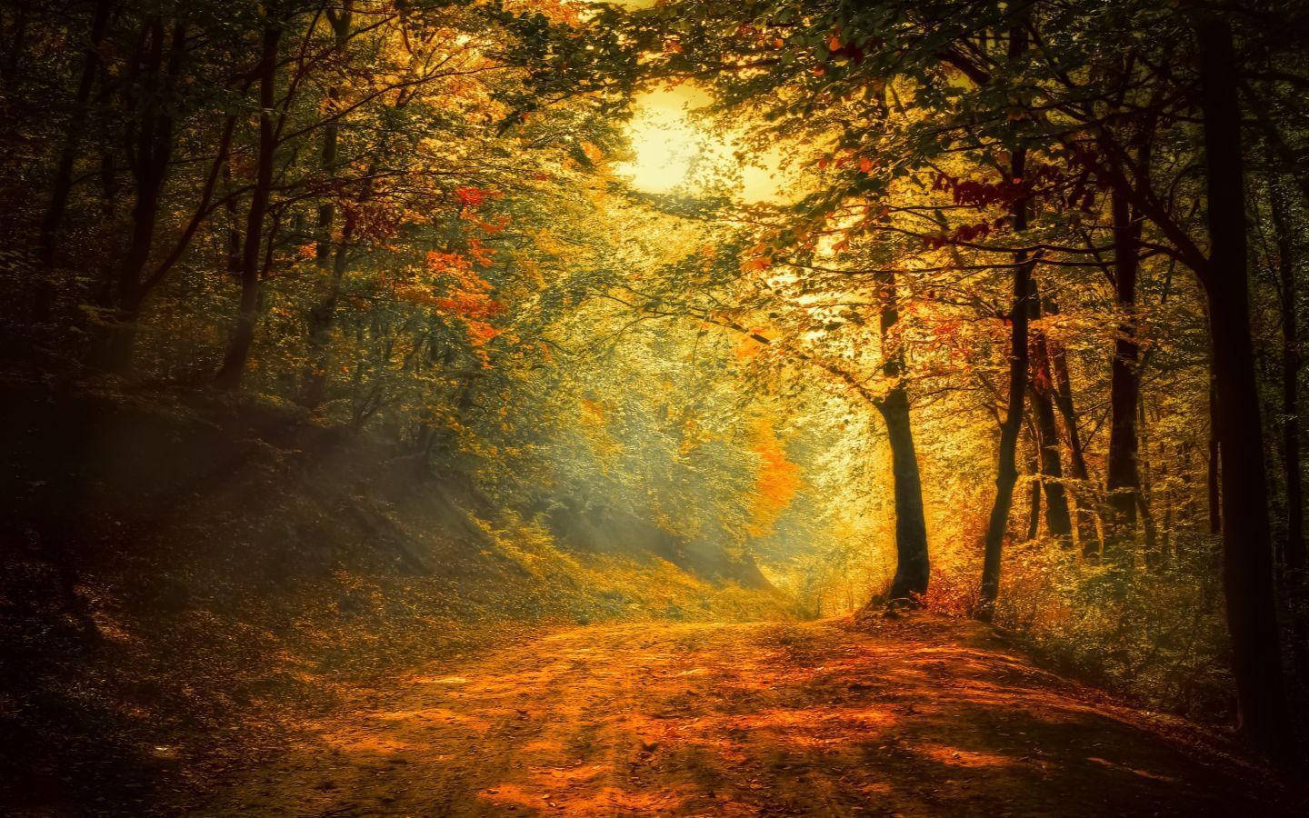 Stille fortryllende skov Wallpapers