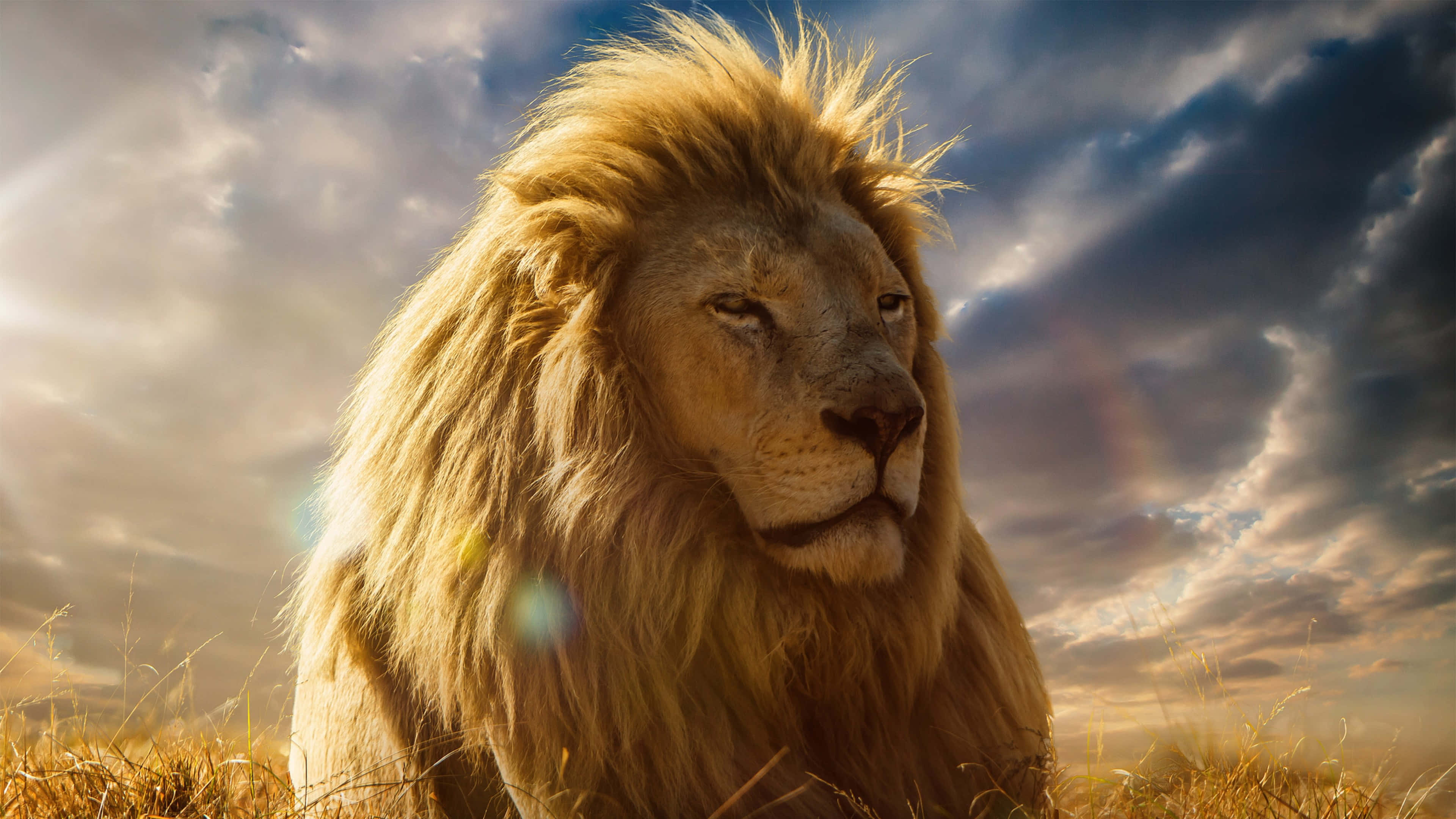 Stolt hanløve brøler på den afrikanske savanne Wallpapers