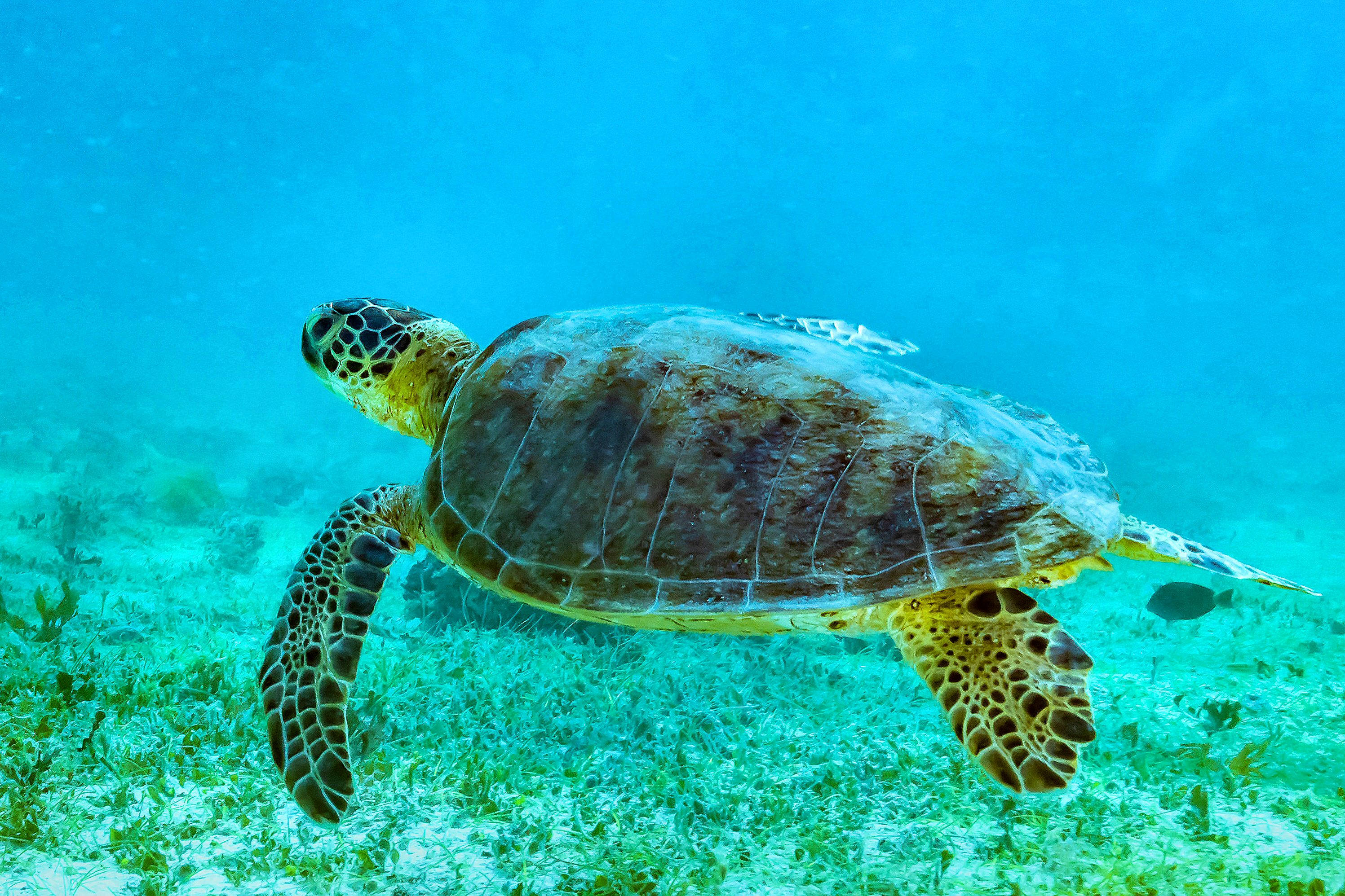 Stor mørkegrøn sød skildpadde Wallpapers