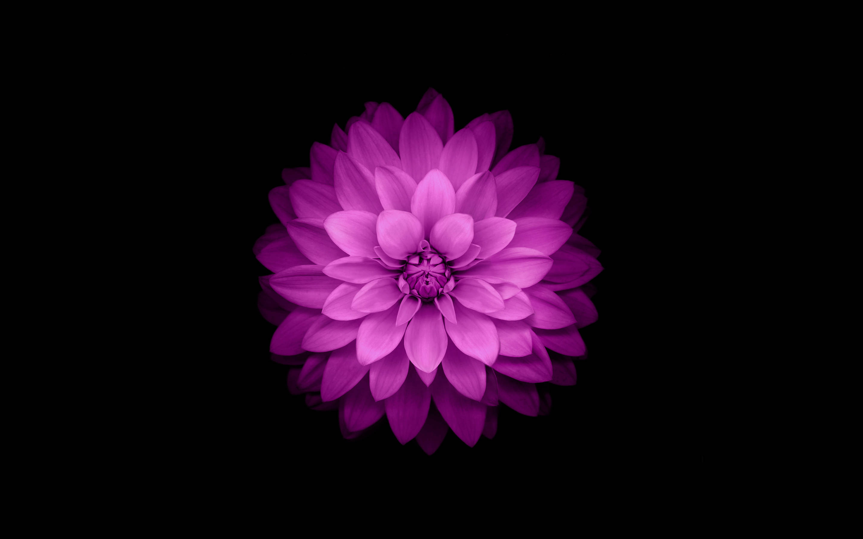 Stor stedmoderblomst på sort baggrund Wallpapers