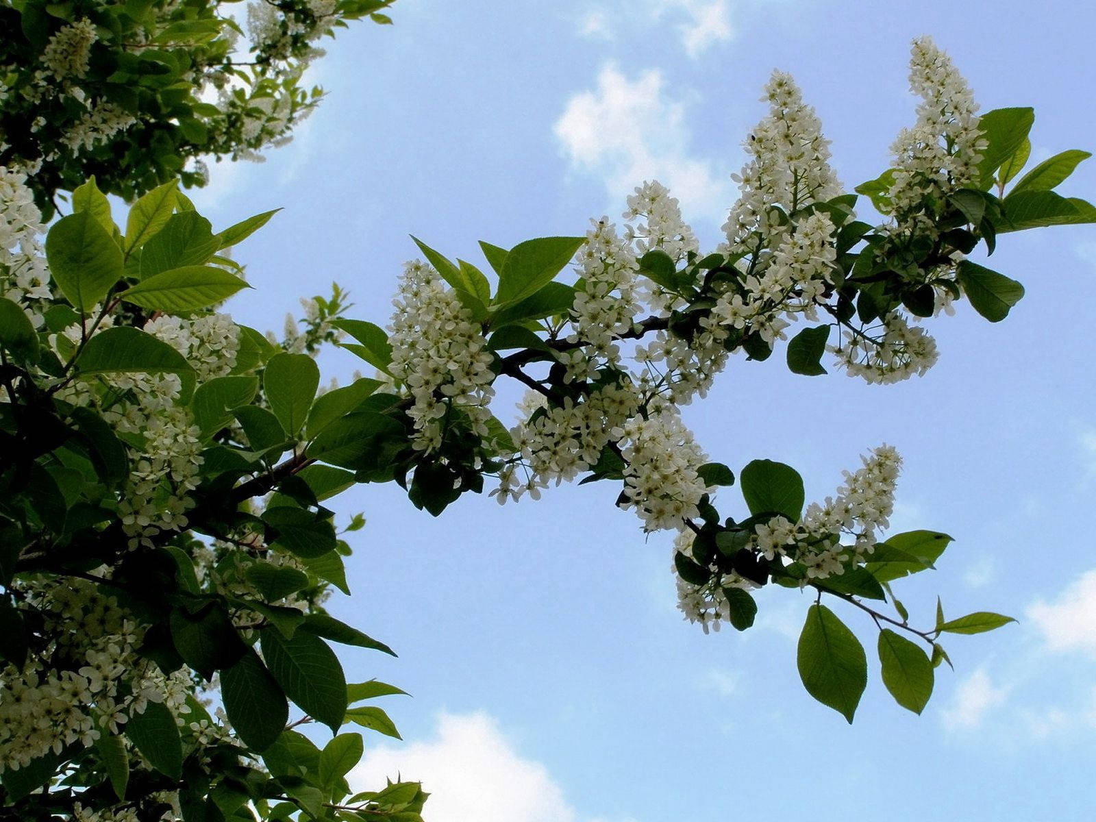 Storbladet hvid kirsebærblomst Wallpapers
