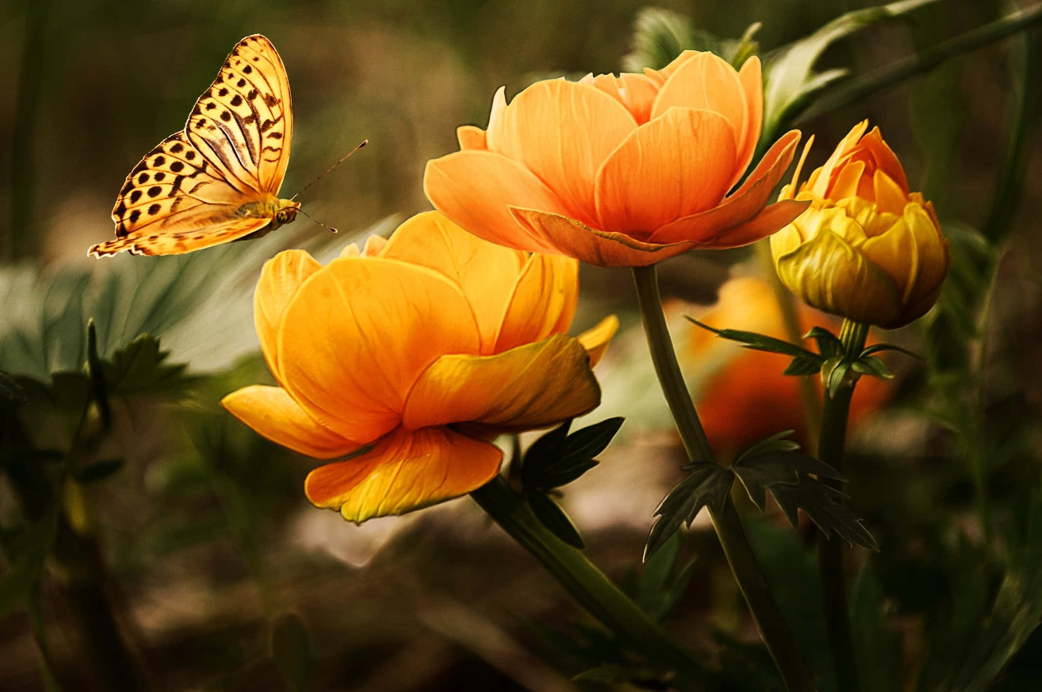 Store orange blomster og sommerfugle Wallpapers