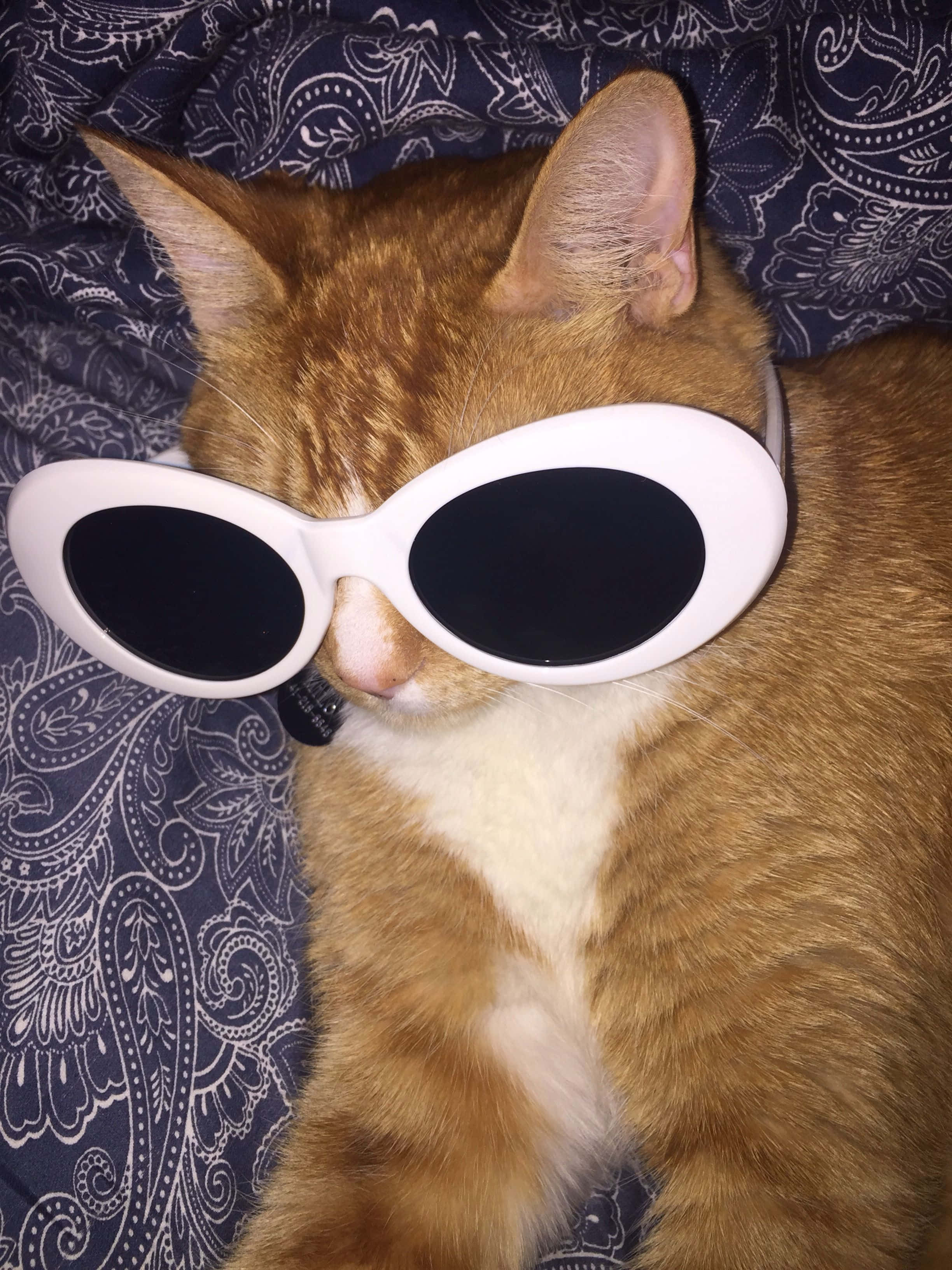 Store solbriller sød kat PFP Wallpapers