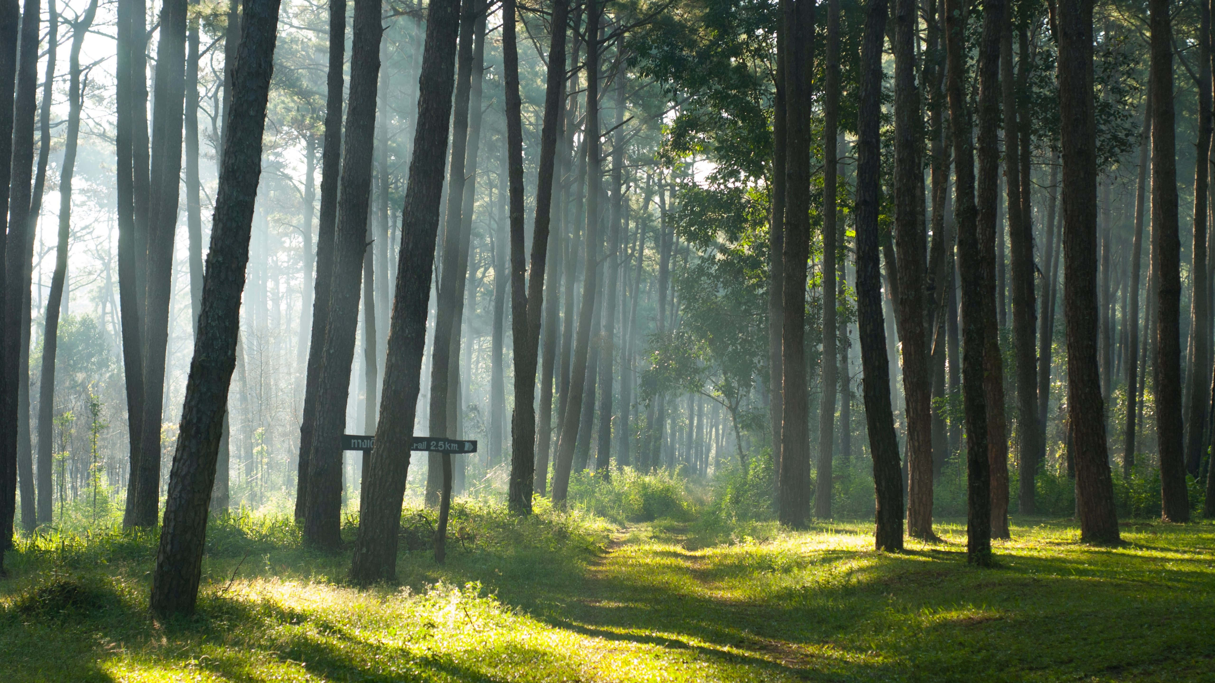 Storslået naturscene med flora og fauna Wallpapers