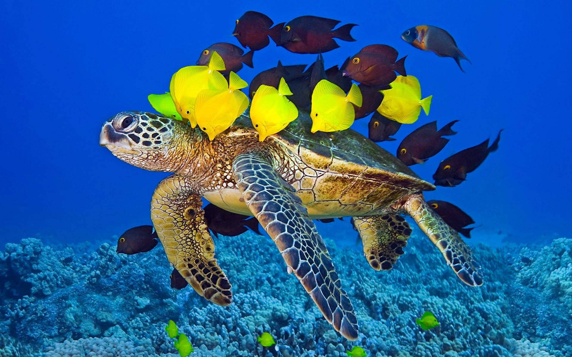 Stort sødt skildpadde med fisk Wallpapers