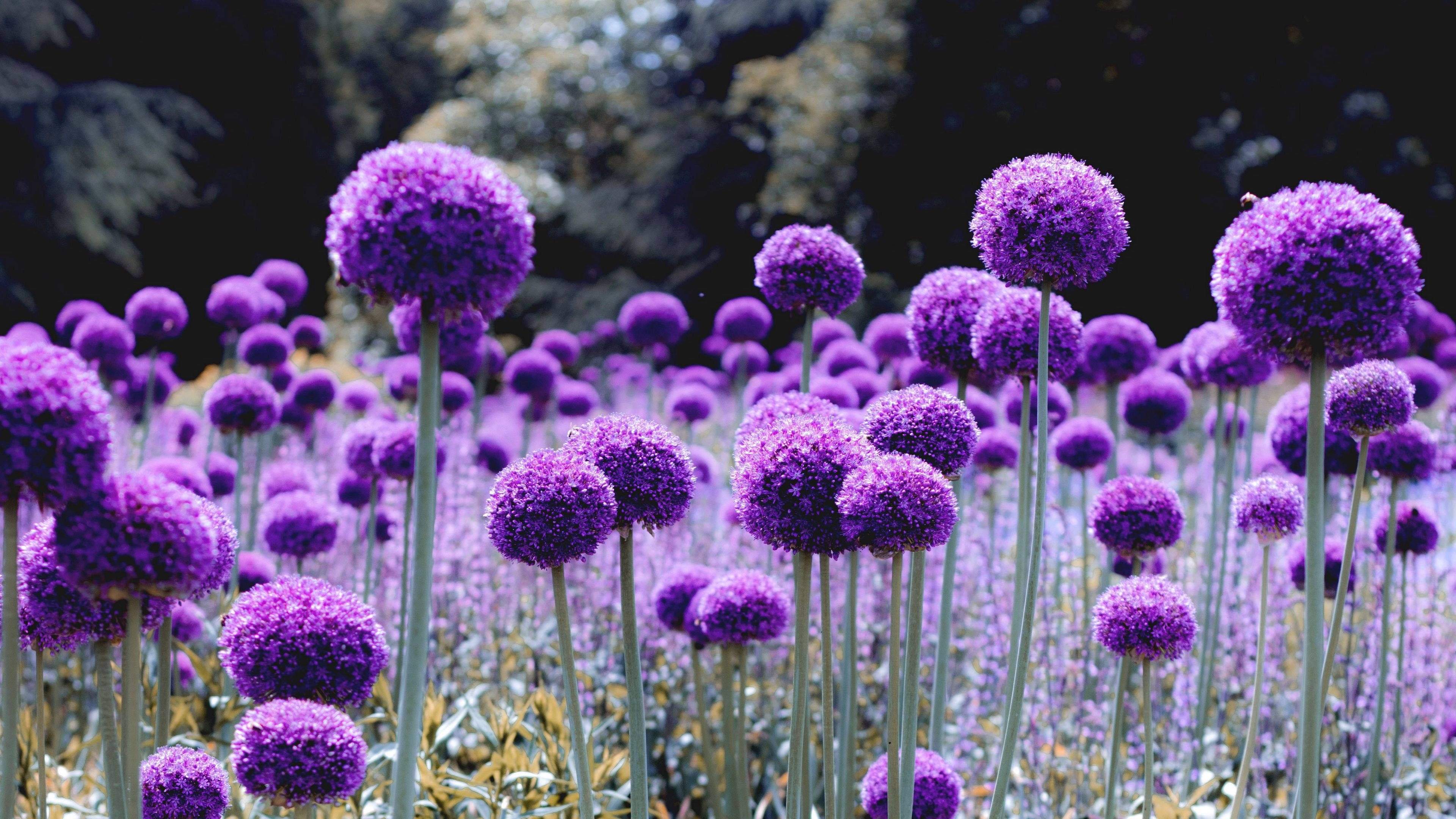 Strålende mælkebøtte-lignende lilla blomst i fuldt flor Wallpapers