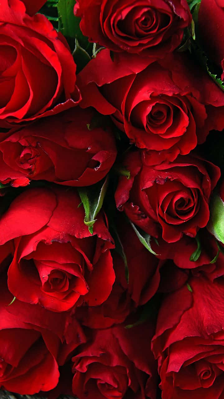 Strålende skønhed af en pink rose Wallpapers