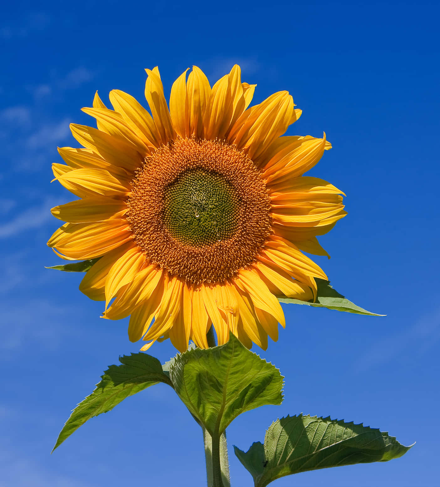 Strålende solsikke i et livligt gult felt Wallpapers
