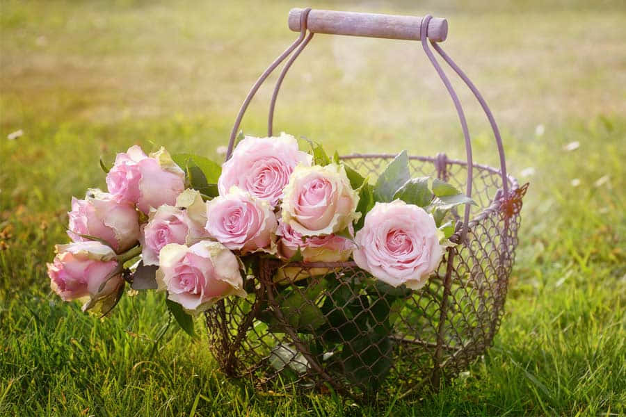 Strålende Wallpapers