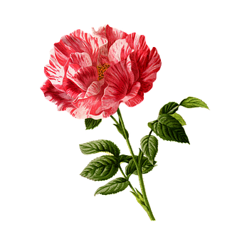 Stribet rød hvid rose sort baggrund Wallpapers