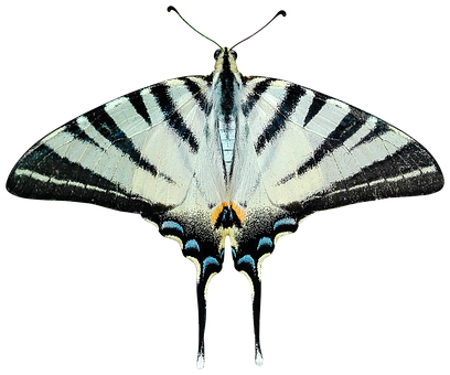 Stribet svalehale sommerfugl Wallpapers