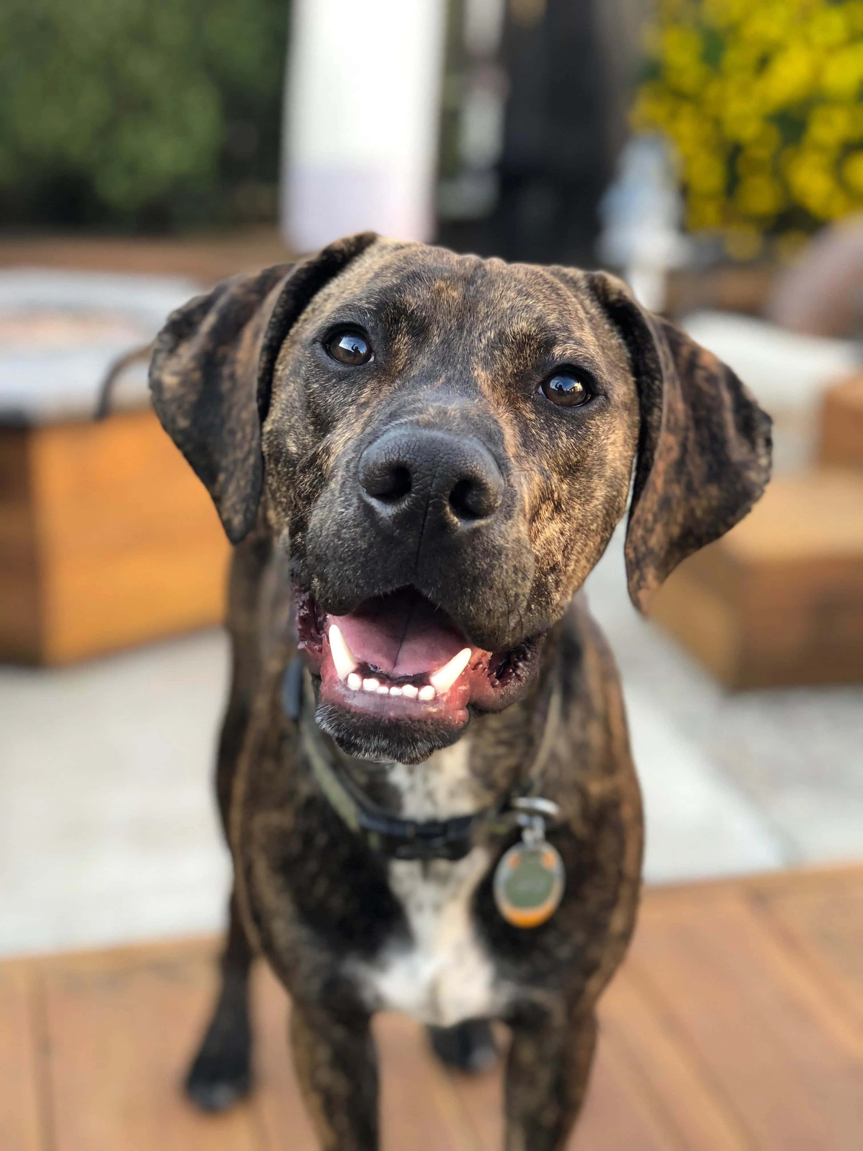Stærk og loyal Catahoula-hund Wallpapers