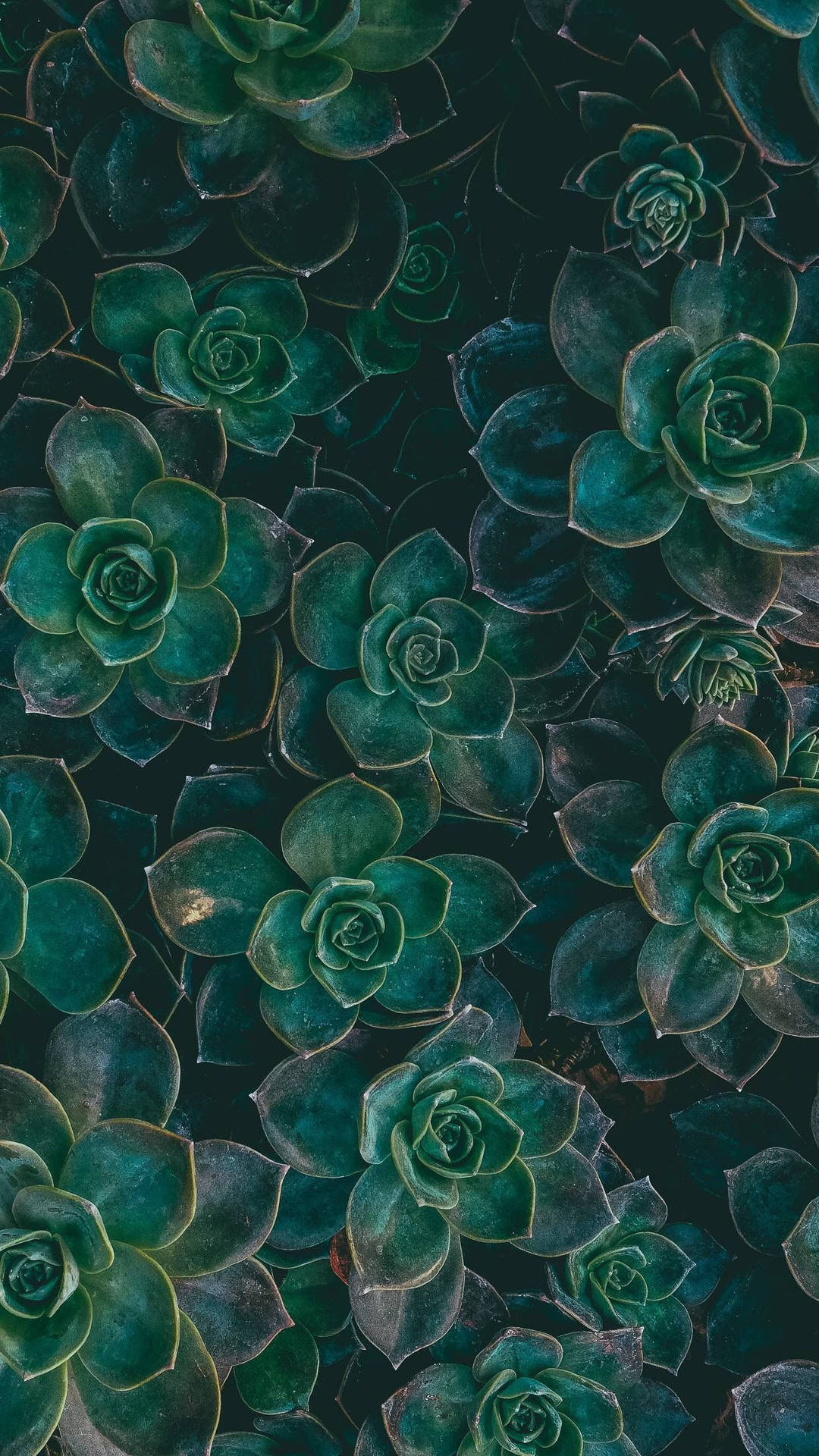 Succulente planter grøn iPhone Wallpapers