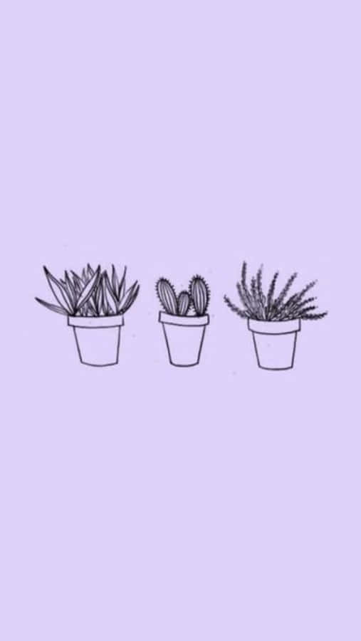 Sukkulenter Lavendel Pastel Lilla Æstetisk Baggrund Wallpapers