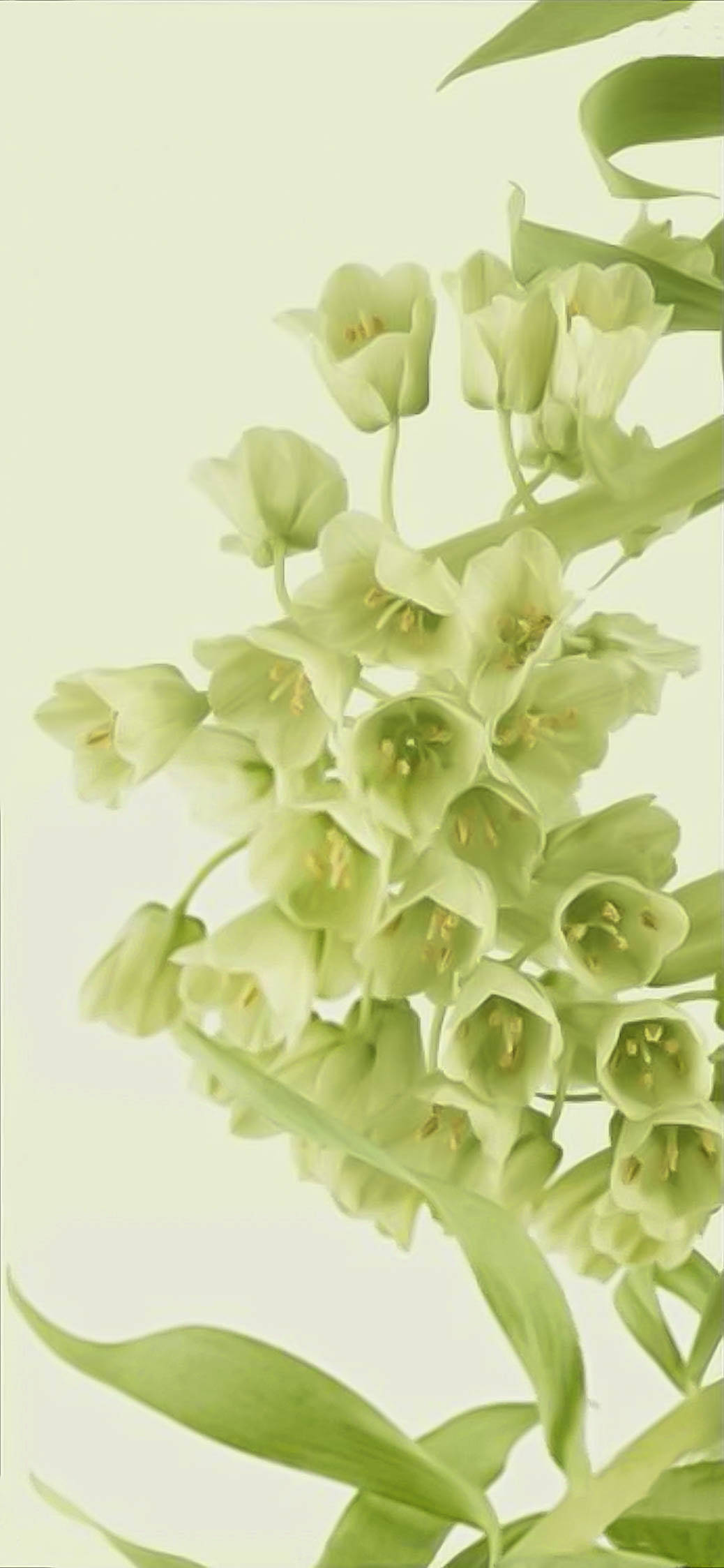 Super lysegrønne blomster til telefon Wallpapers
