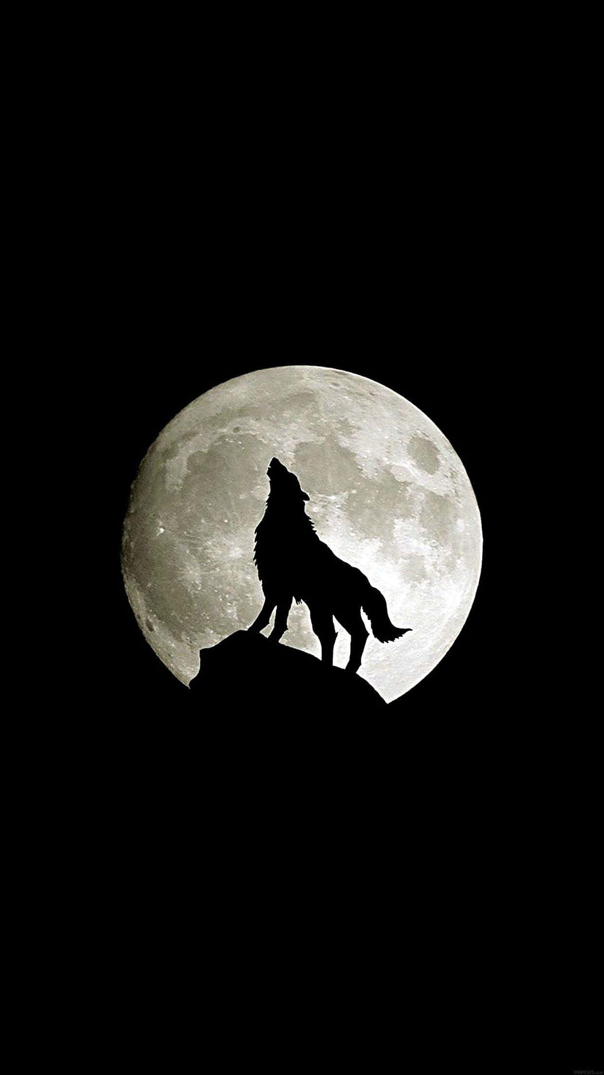 Surf gennem vildmarken med Wolf iPhone Wallpapers