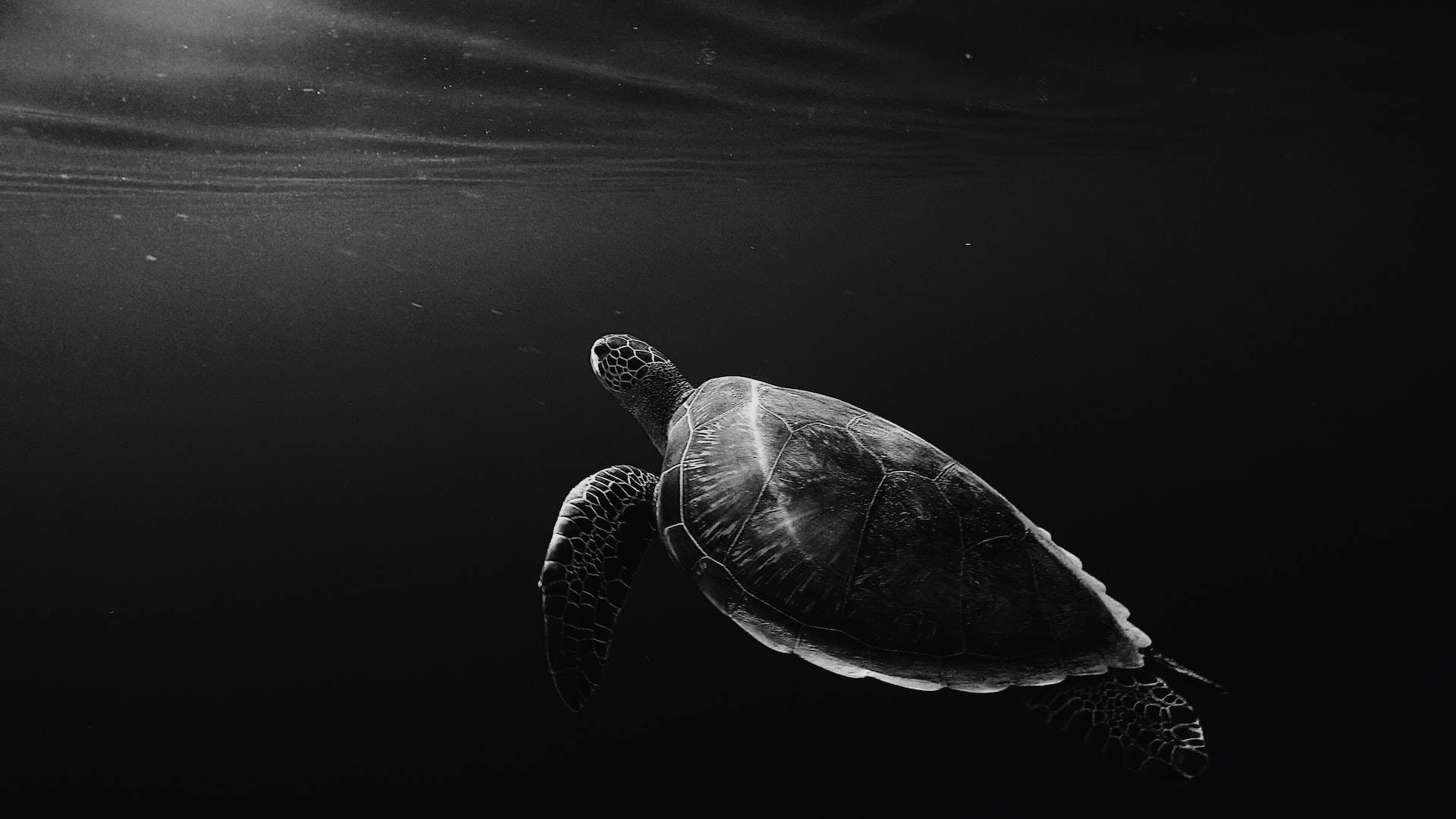 Svømmende Skildpadde På Sort Tablet Wallpapers