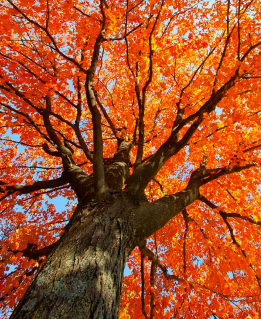 Svæv højt med de livlige vibes fra den orange æstetik Wallpapers