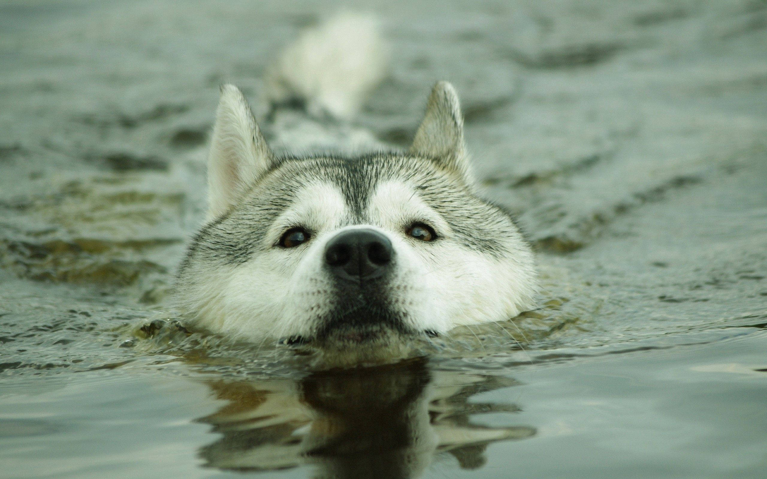 Tag en dukkert - denne husky har det sjovt Wallpapers