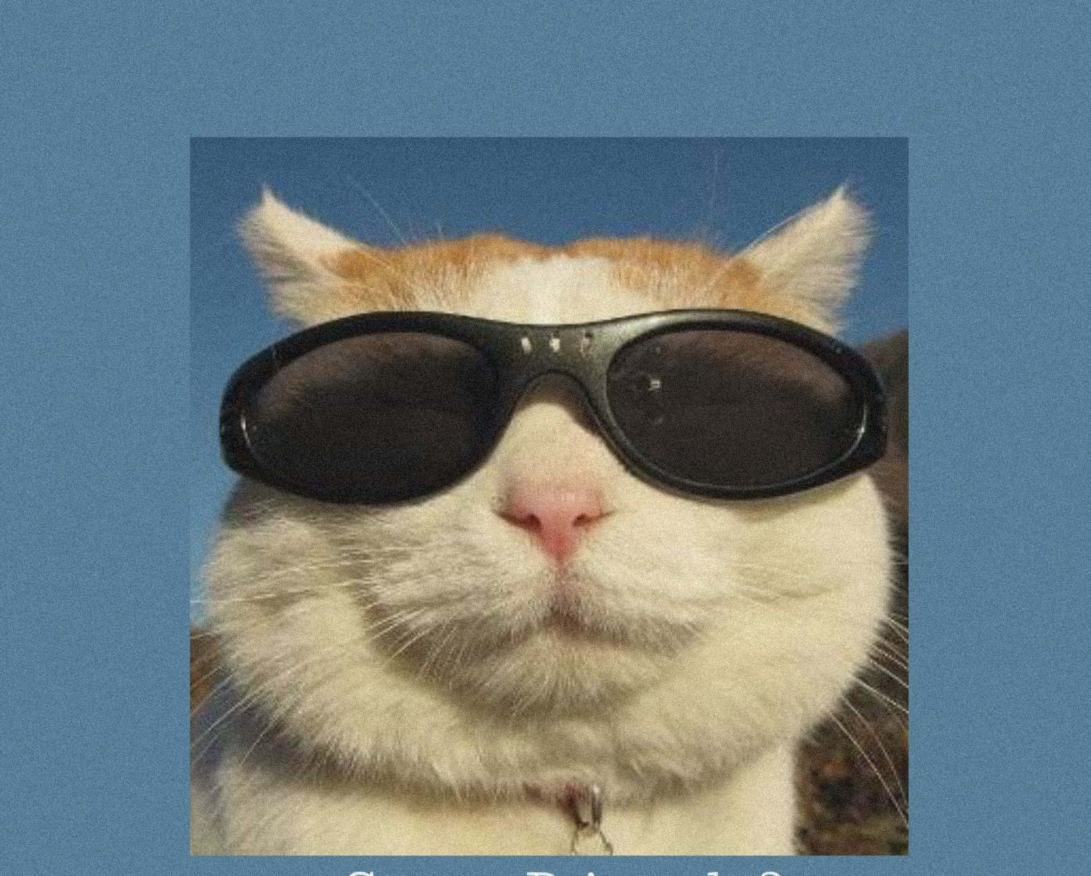 Tag en pause fra livets kaos og grin lidt. Wallpapers