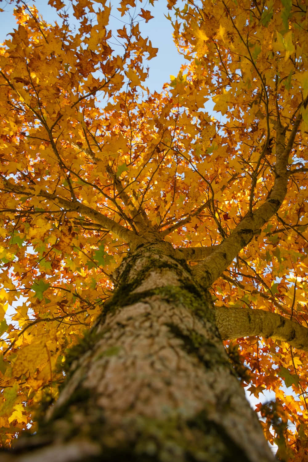 Tag en rolig pause og oplev naturens livlige skønhed dette efterår Wallpapers