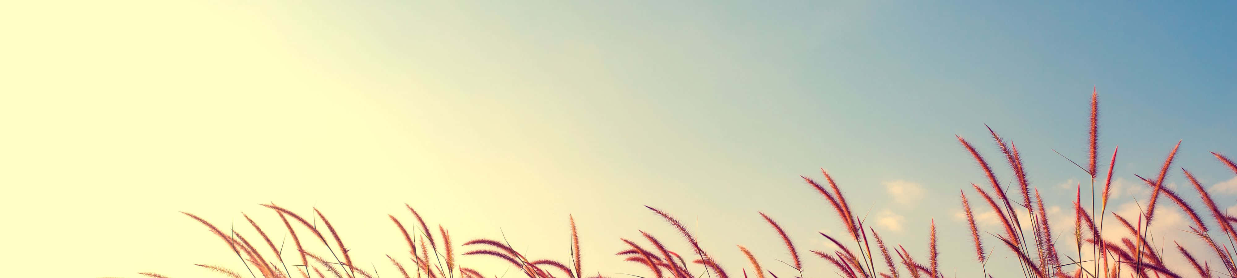 Tag et øjeblik og sæt pris på naturens skønhed Wallpapers
