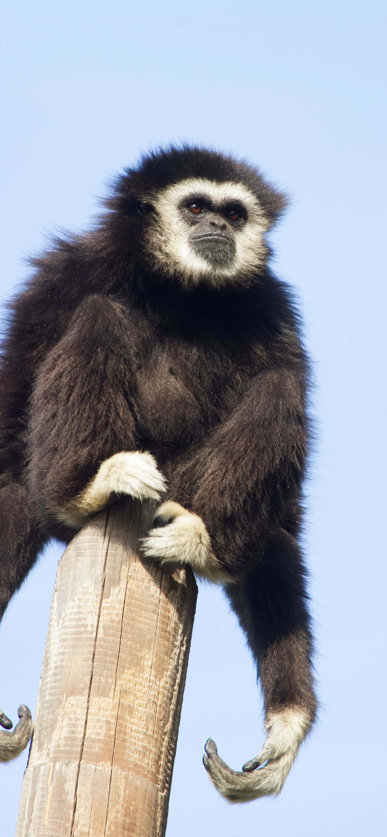 Tag et sving med iPhone Xs Max Gibbon Wallpapers
