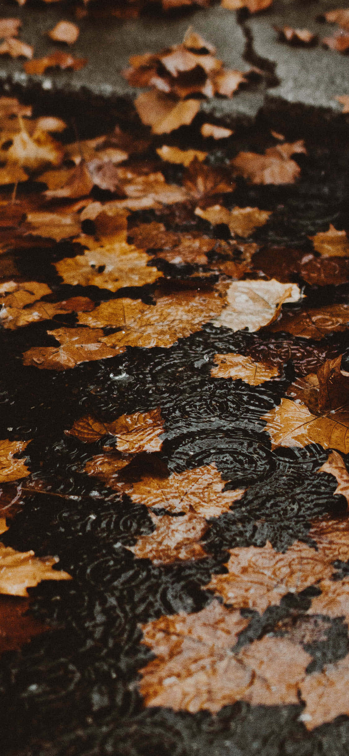 Tag fantastiske billeder med den nye Fall iPhone Wallpapers