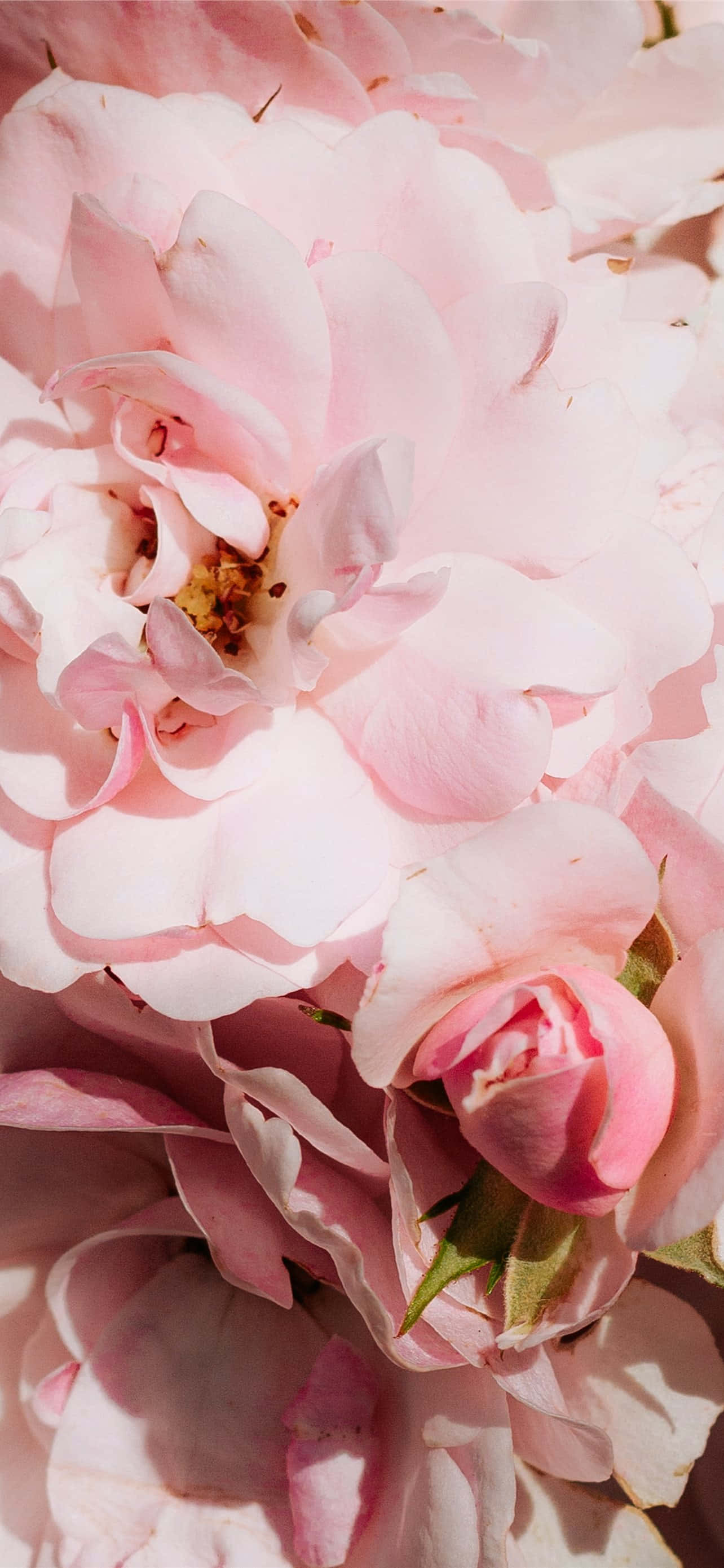 Tag stikket ud og nyd skønheden af blomsterkunst med denne lyserøde blomster iPhone-baggrund. Wallpapers