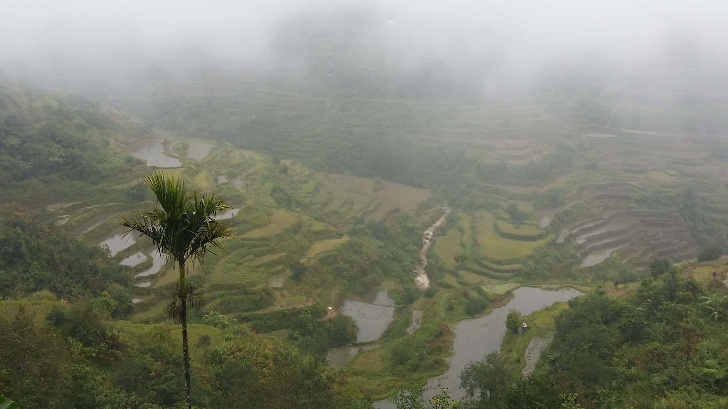 Tågede Banaue-risterrasser i Filippinerne Wallpapers