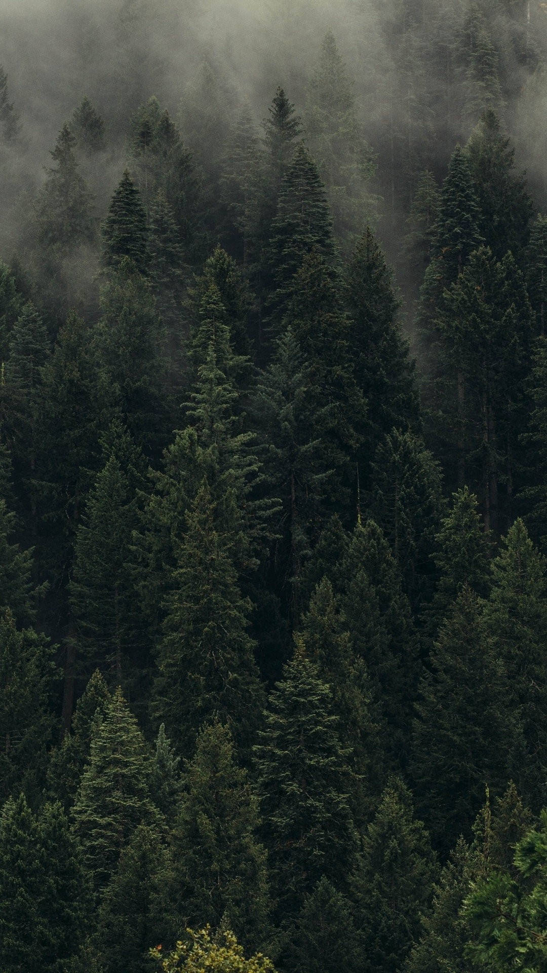 Tåget fyrreskov iPhone Wallpapers