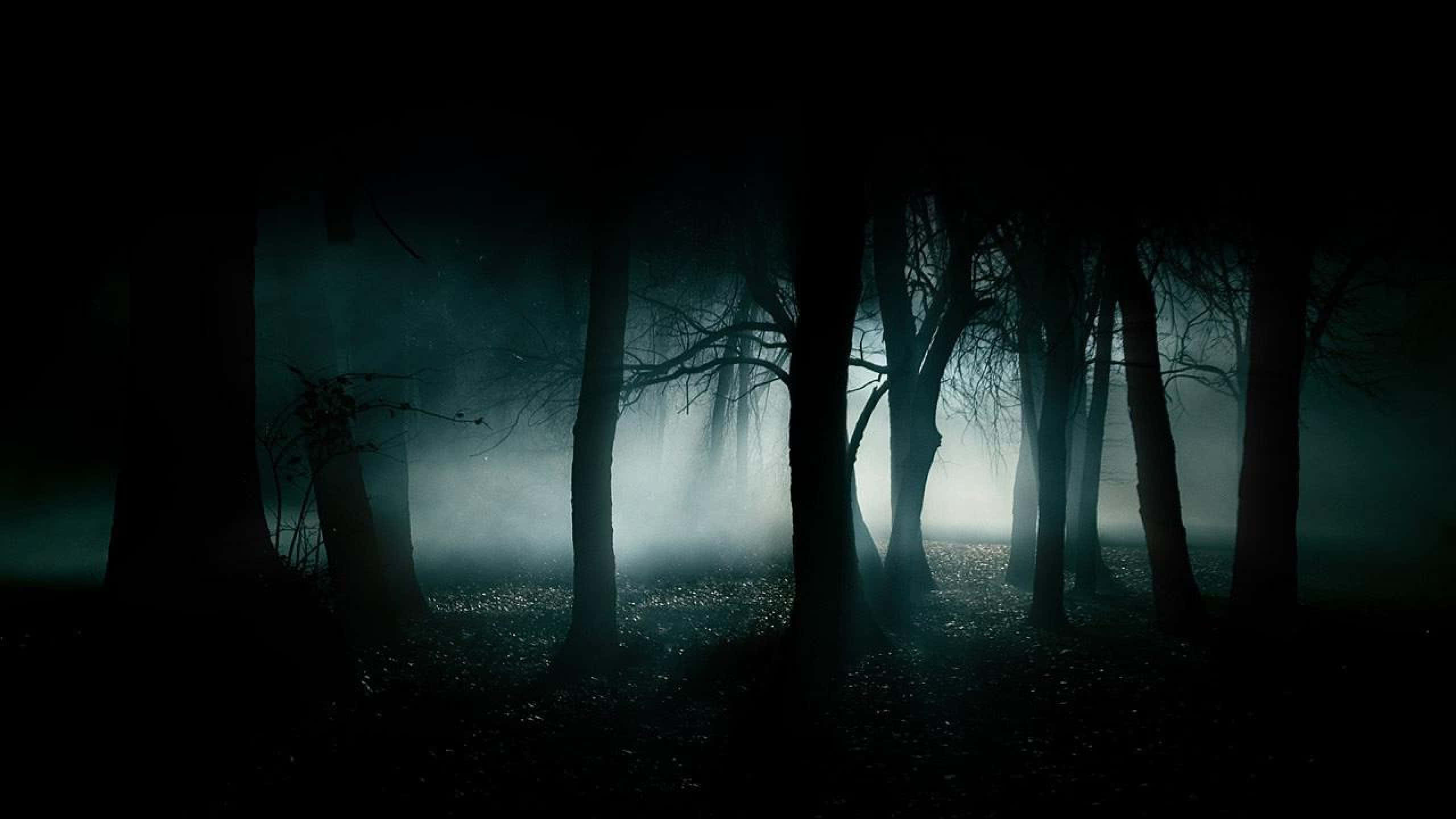 Tåget mørk skovbillede Wallpapers