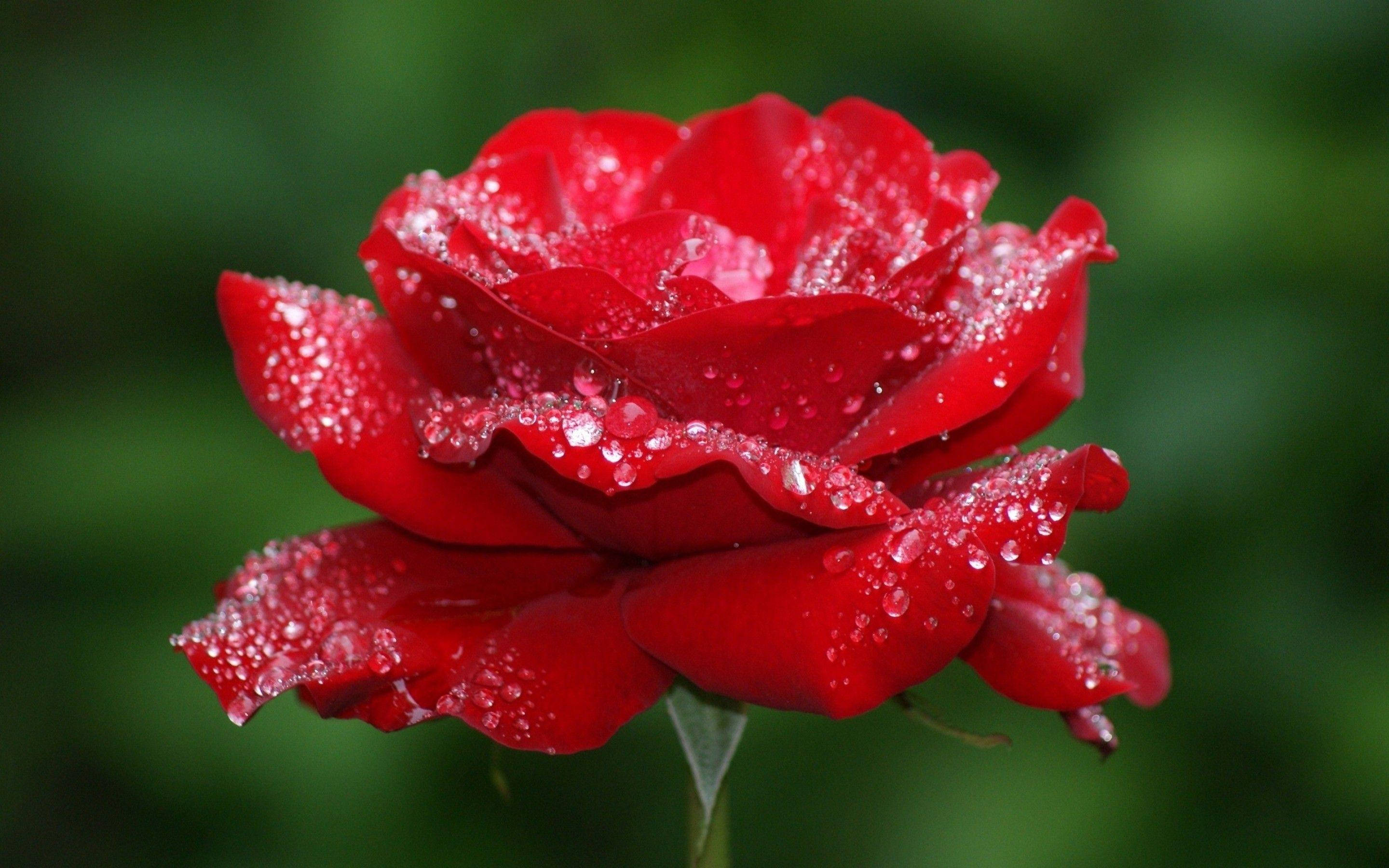 Tåget rød roseblomst Wallpapers