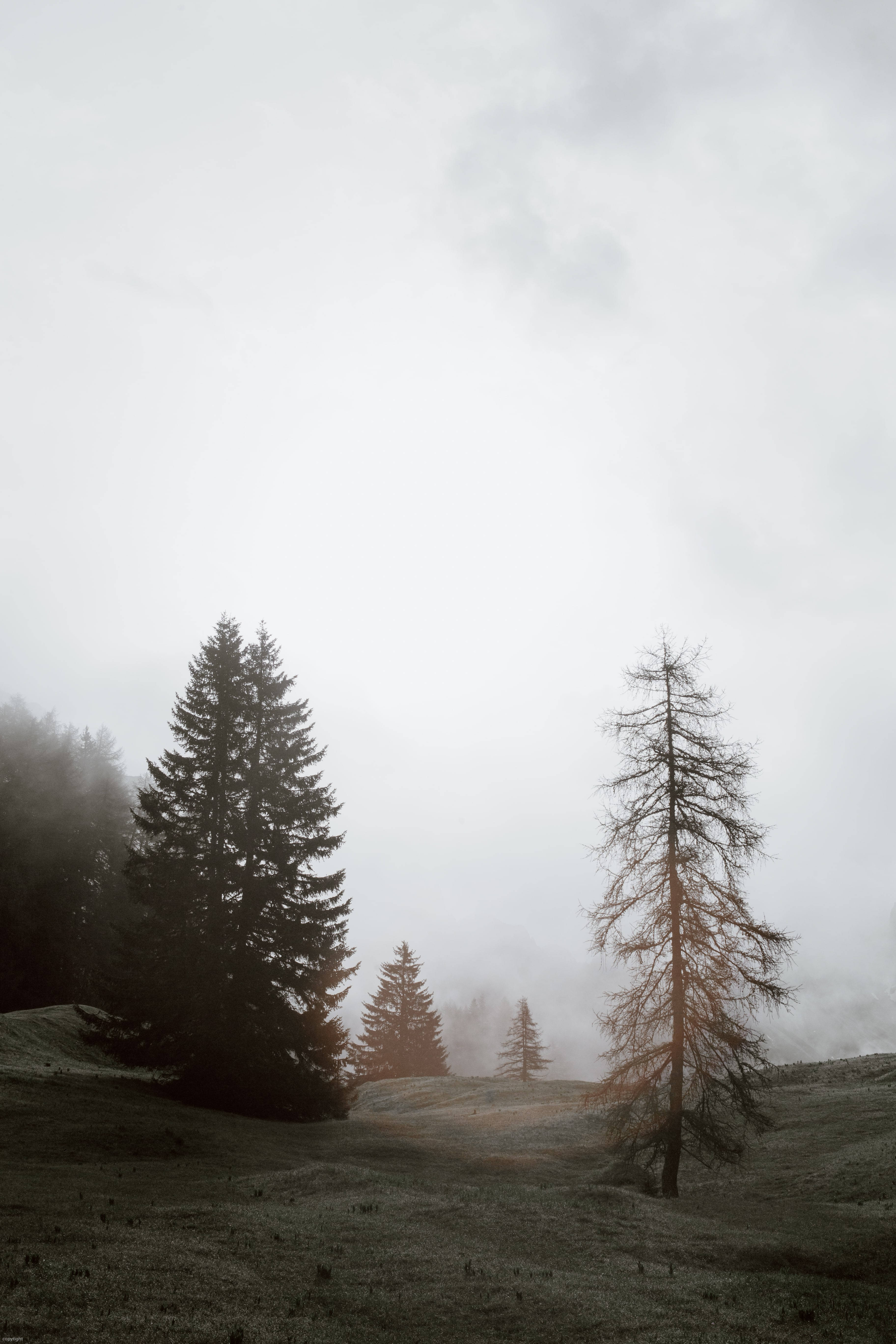 Tåget skov dæmpet Wallpapers
