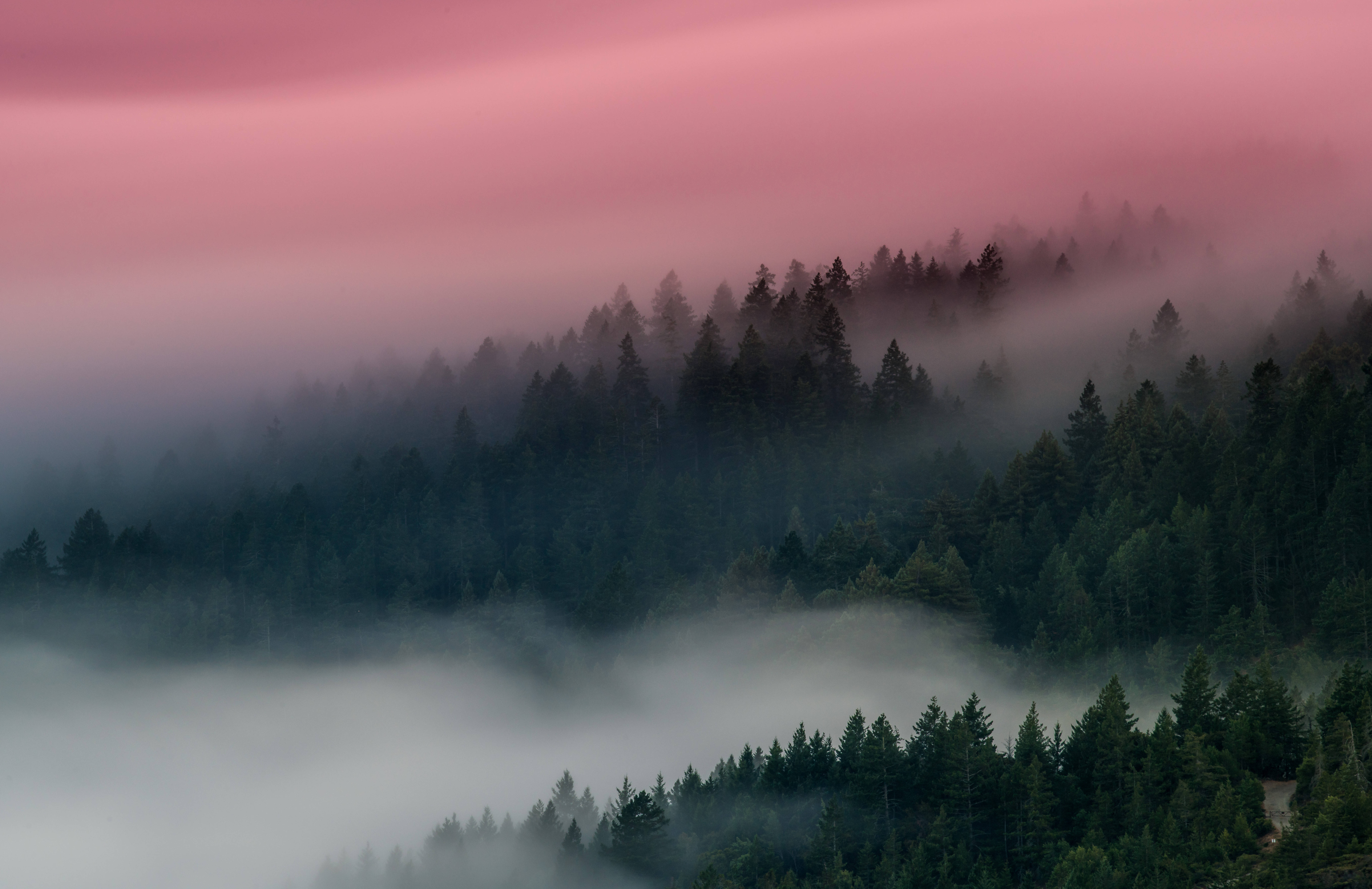 Tåget skov med lyserød himmel Wallpapers