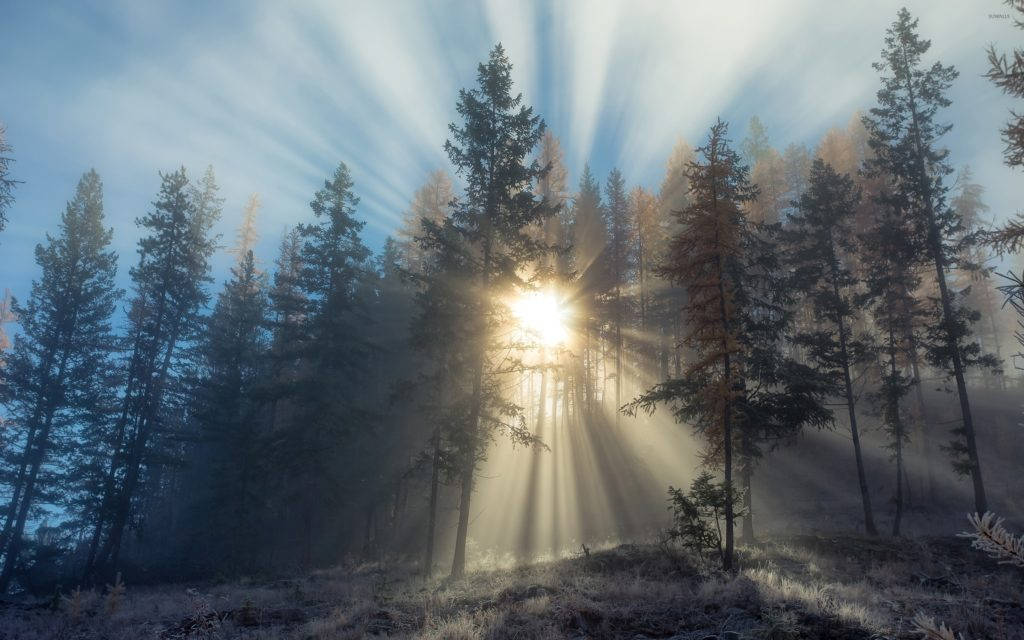 Tåget skov med solstråler Wallpapers