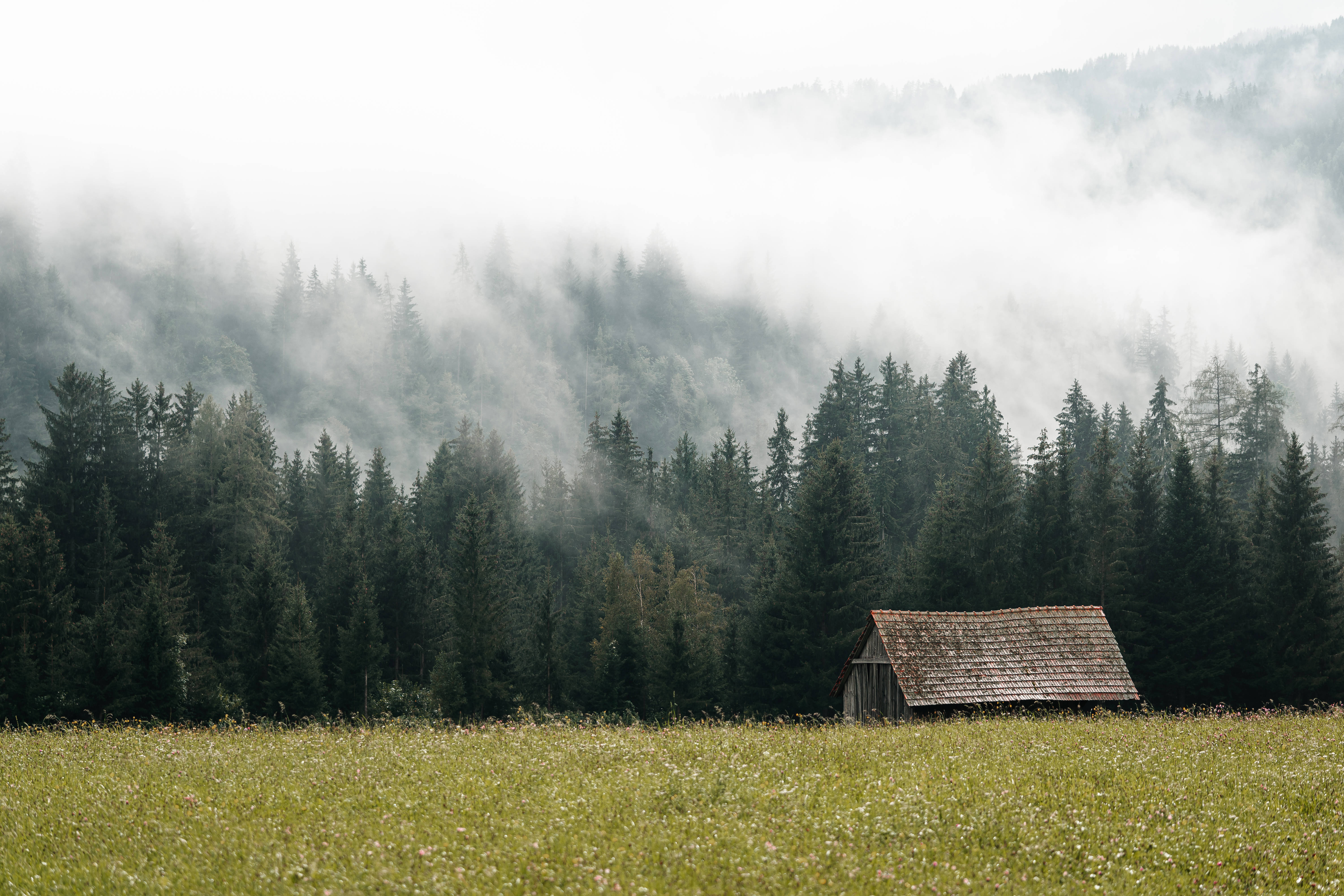 Tåget skov og lade Wallpapers