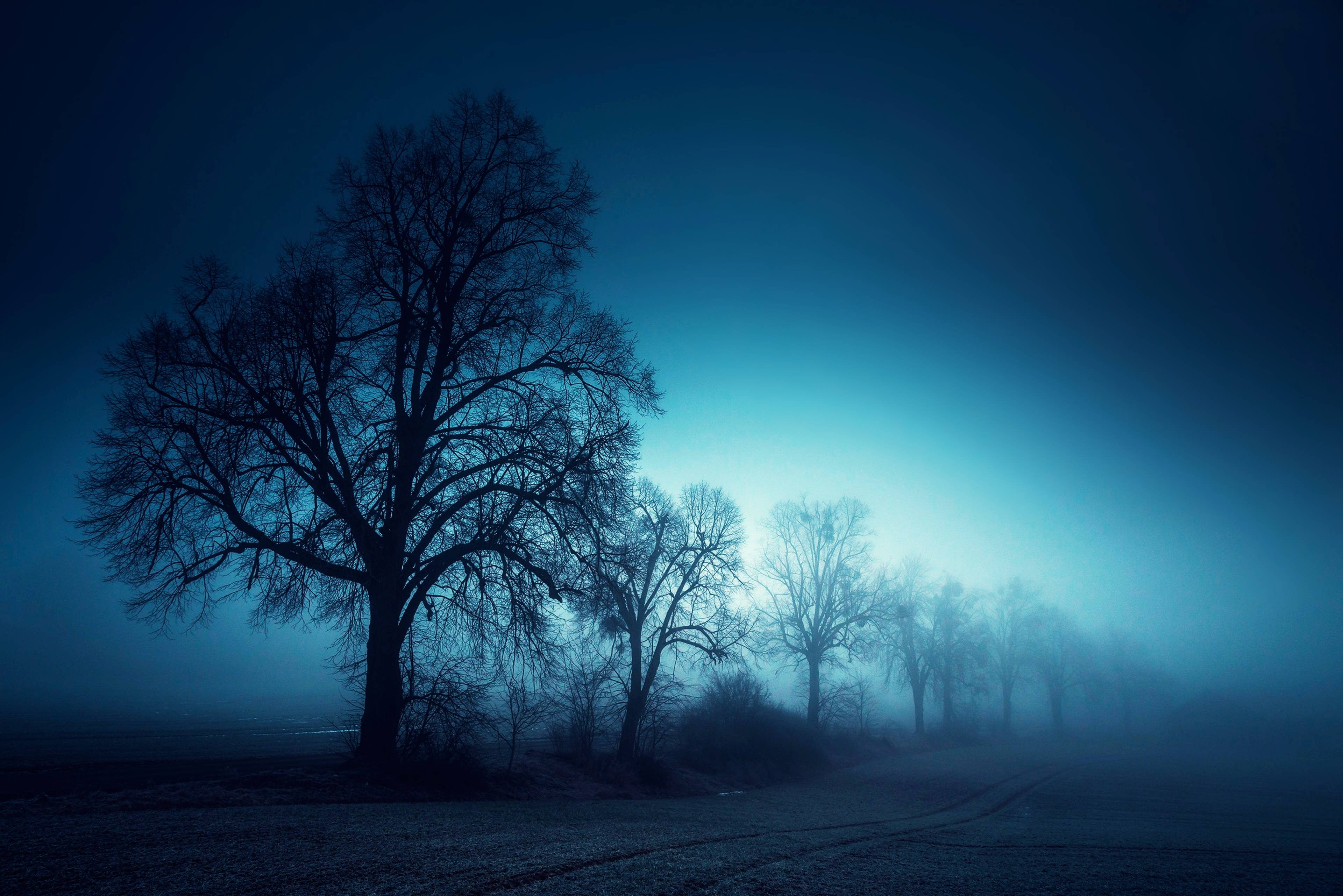 Tåget skov om natten Wallpapers