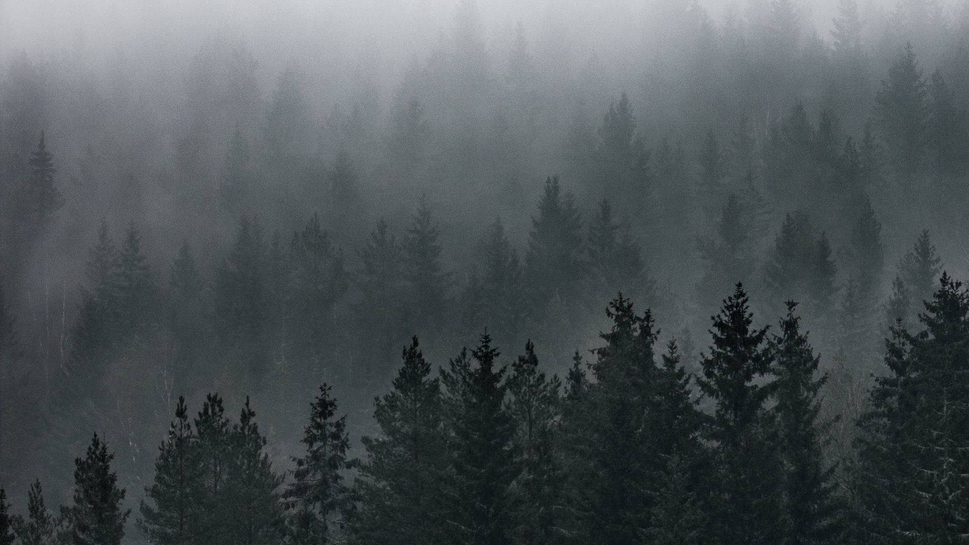 Tåget skovudsigt Wallpapers