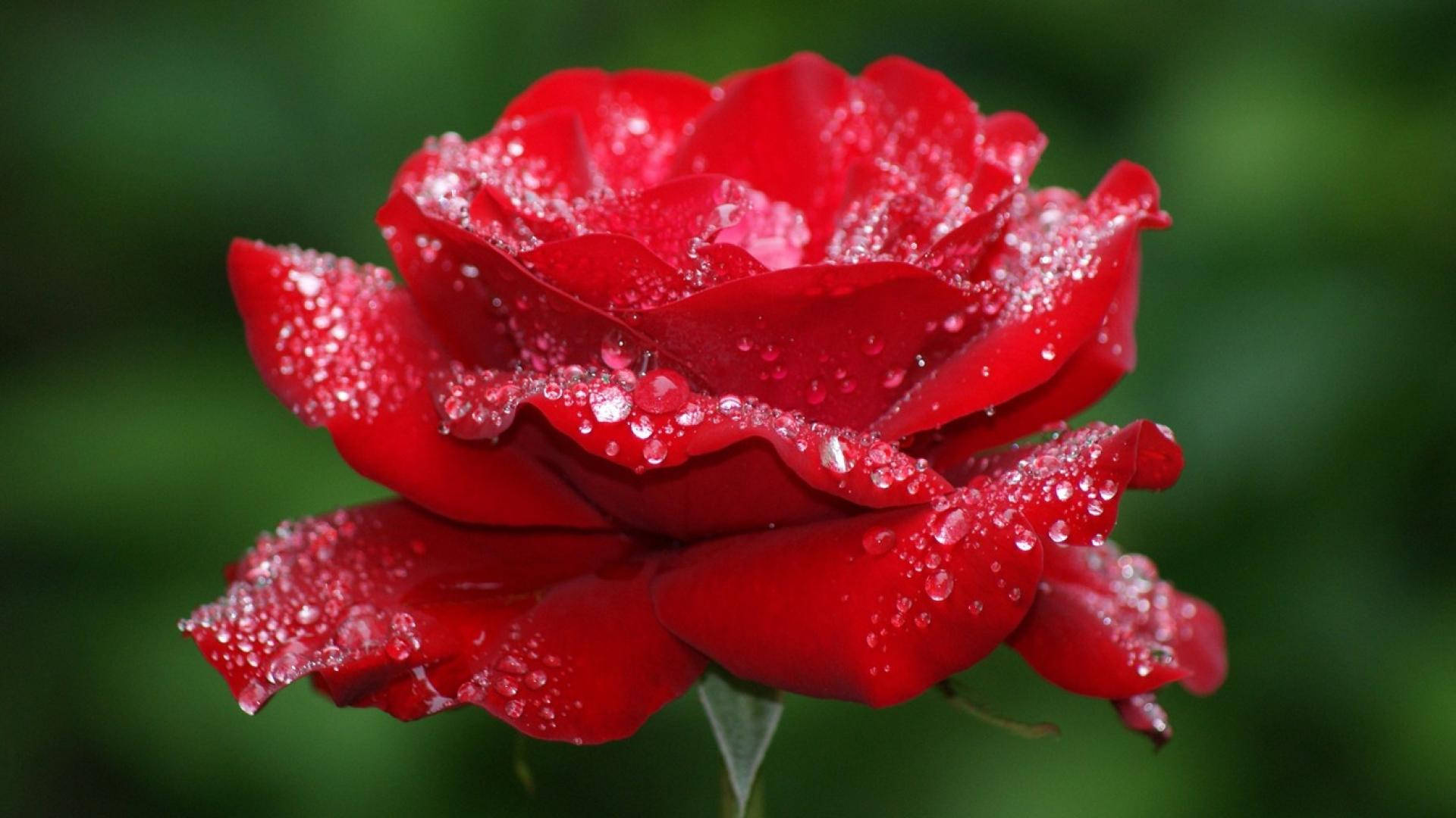 Tåget smuk roseblomst Wallpapers