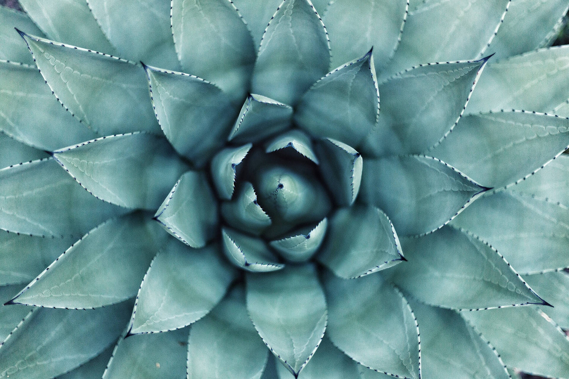 Teal Succulent Plante tapet — Natur Wallpapers