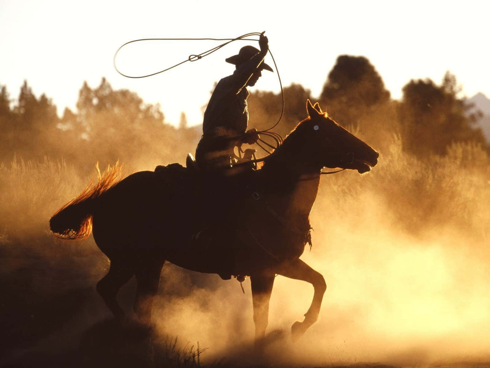Team Roping i støvet Wallpapers