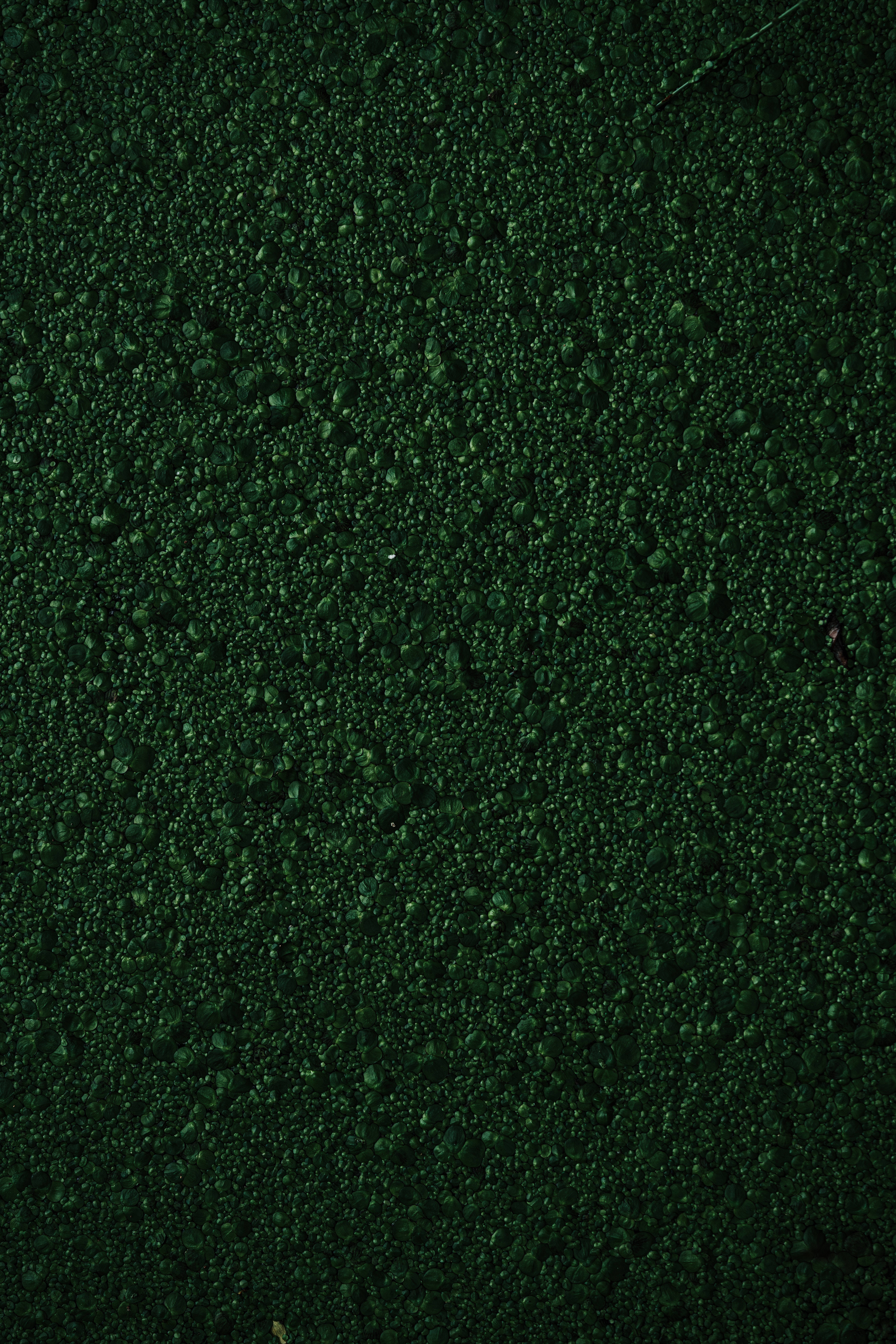 Tekstur Grøn Bumpet Mos Wallpapers