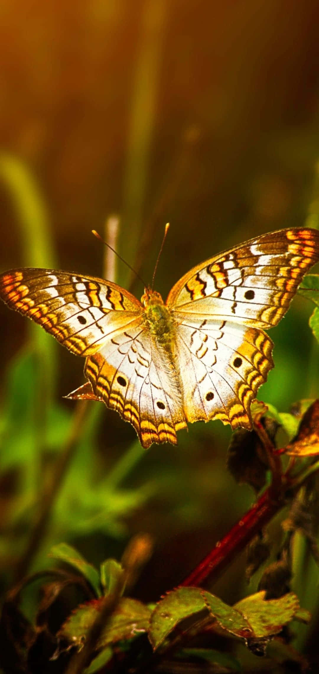 Æterisk ynde - Et æstetisk sommerfuglebaggrund Wallpapers
