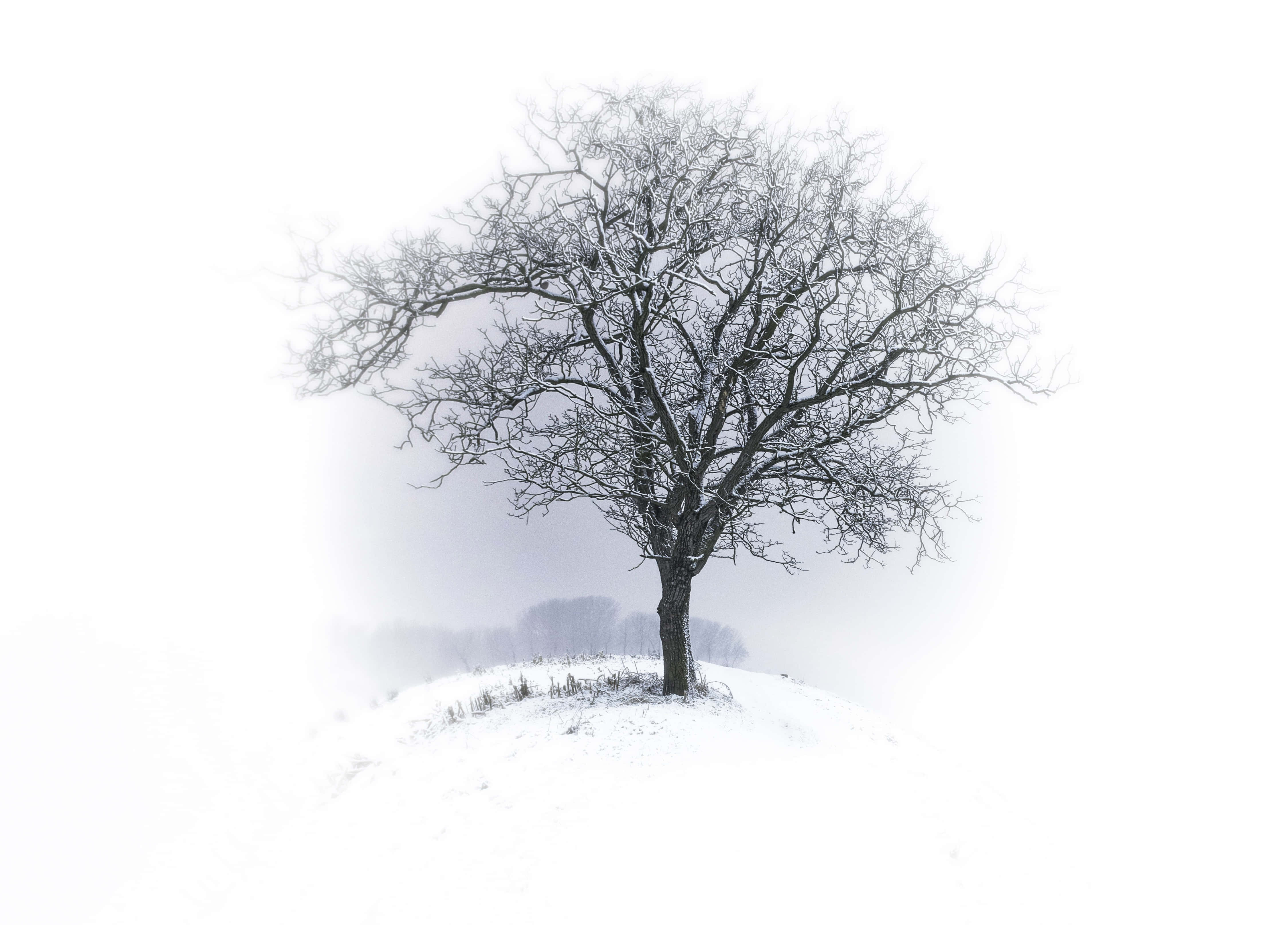Tid til en betagende vintervandring Wallpapers